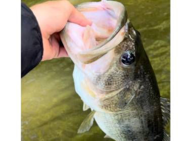 Kristopher Queen fishing report for Lake Norman in North Carolina