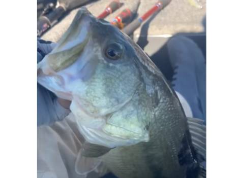 Kristopher Queen fishing report for Lake Norman in North Carolina