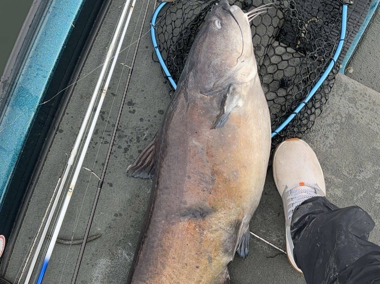 Kristopher Queen fishing report for Lake Norman in North Carolina