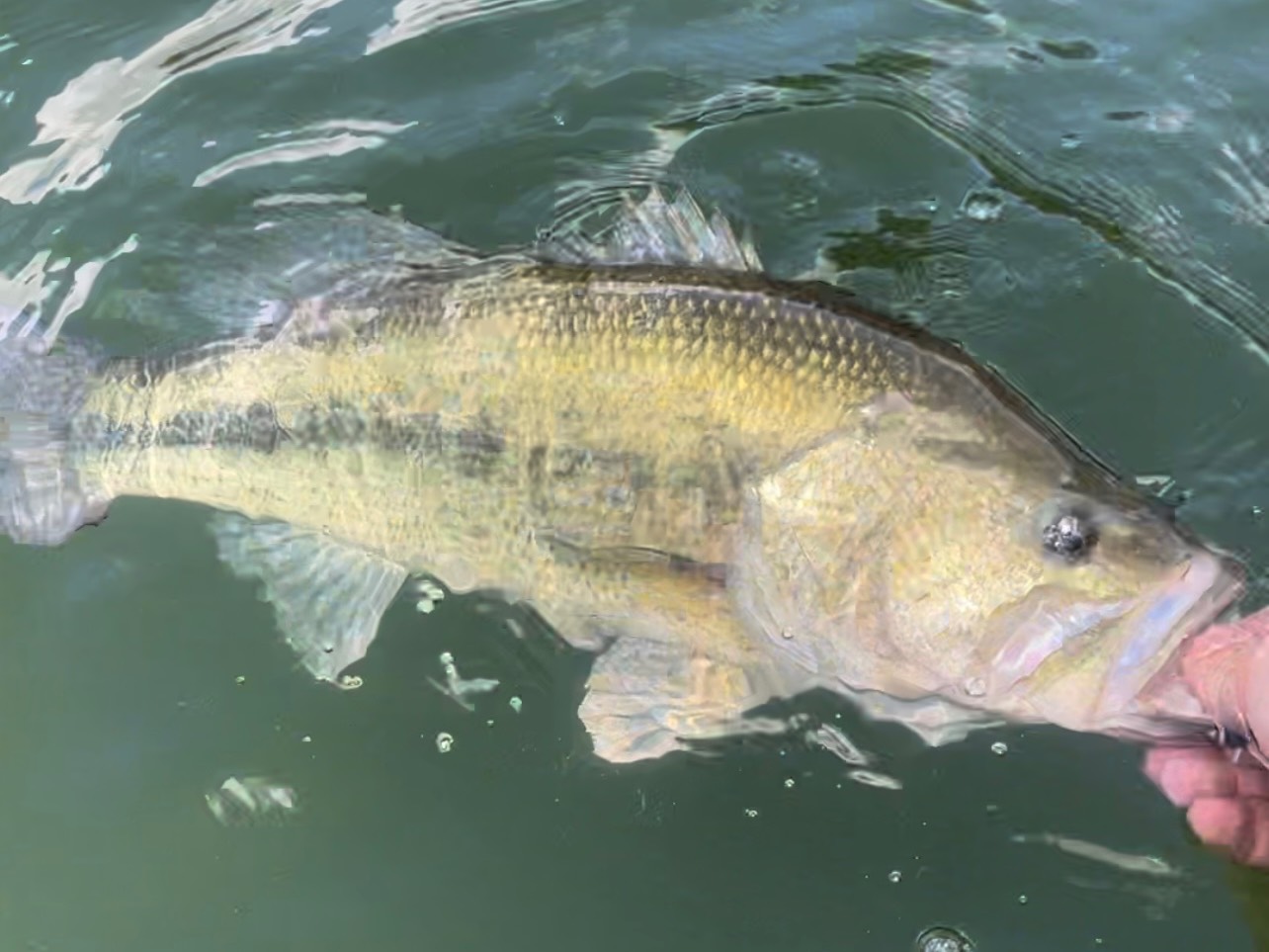 Dalton VanWhy fishing report for Cayuga Lake in New York