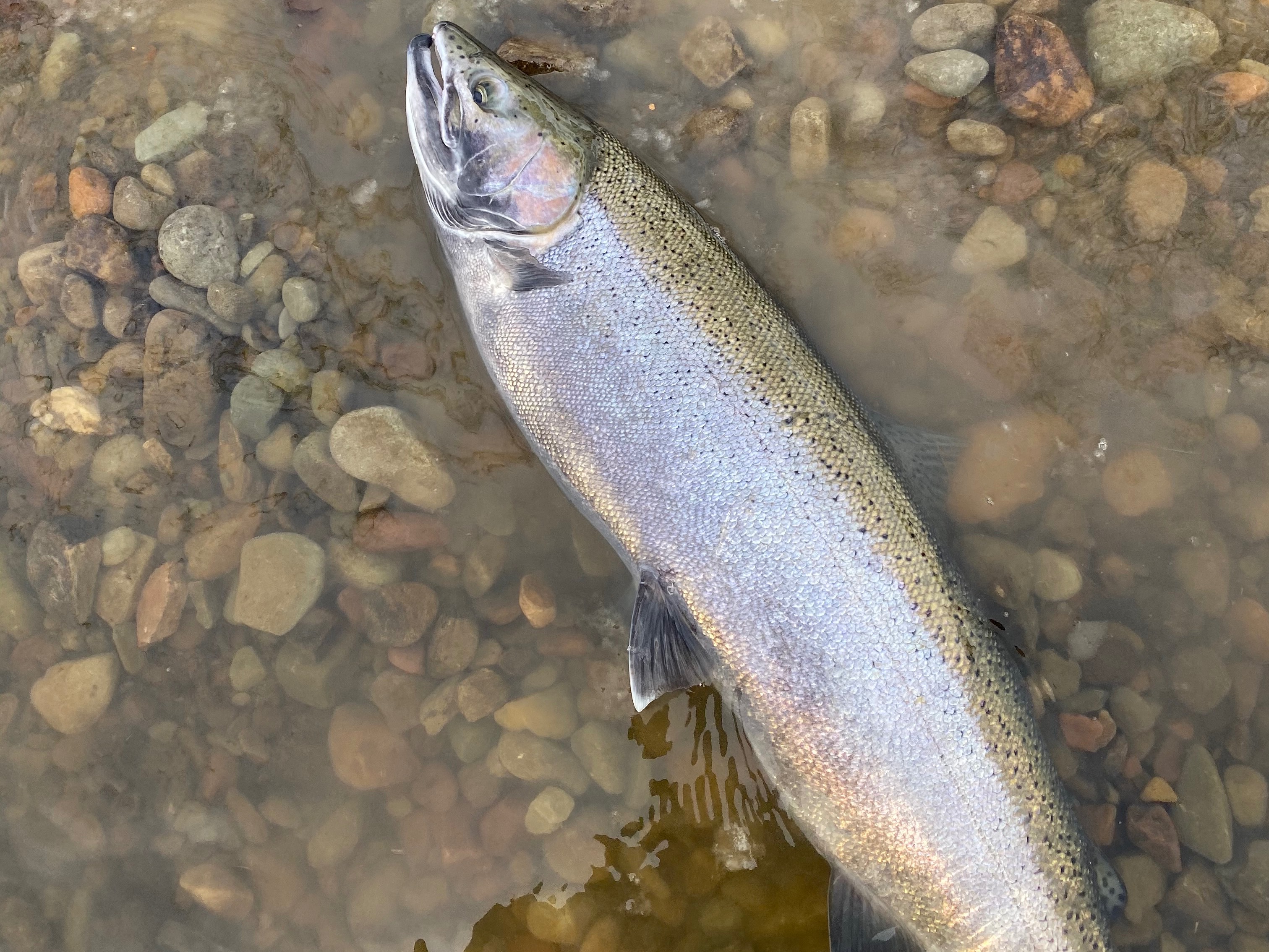 Dalton VanWhy fishing report for Salmon River in New York