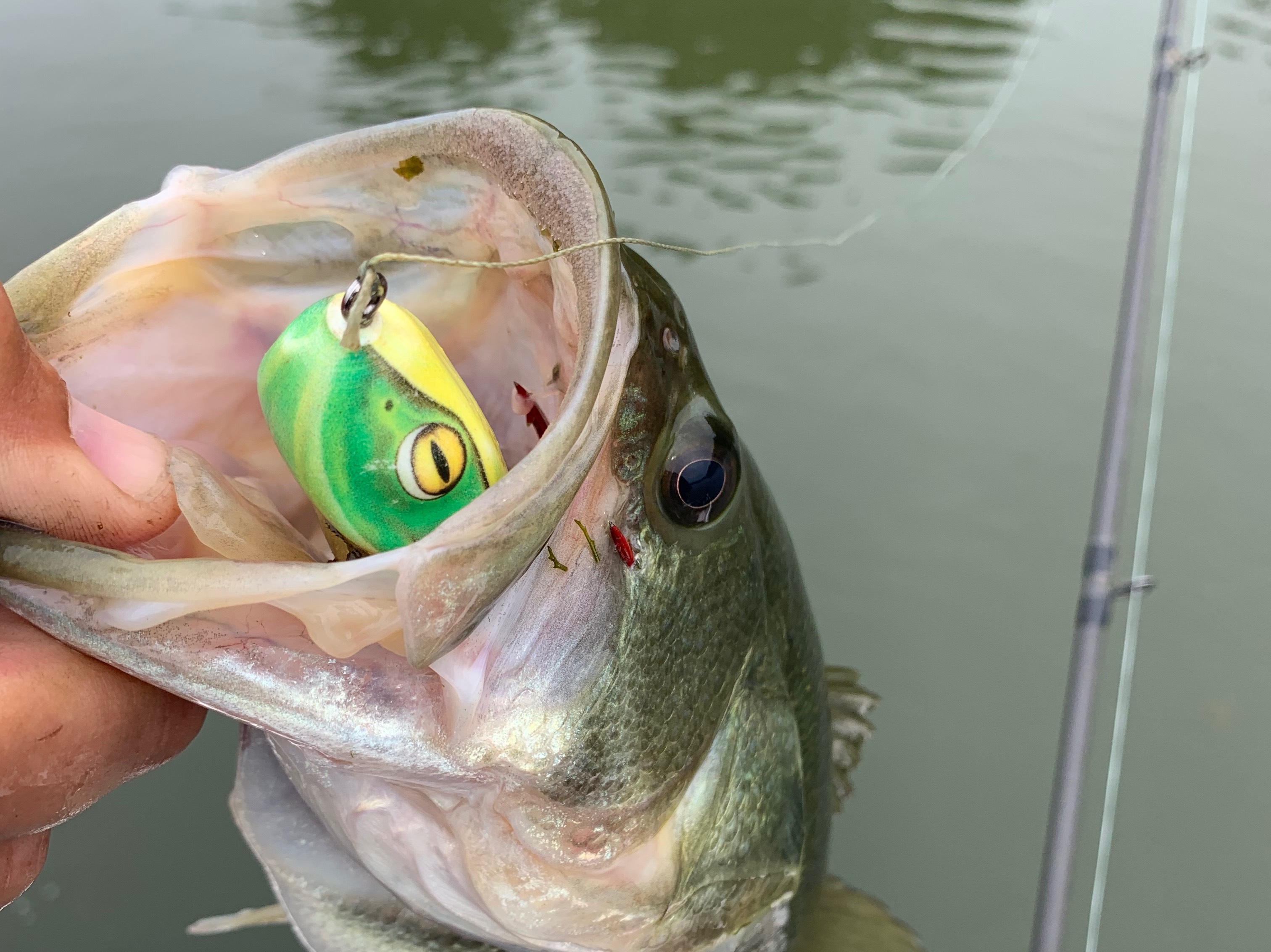 Dillon Falardeau fishing report for Chickamauga Lake in Tennessee