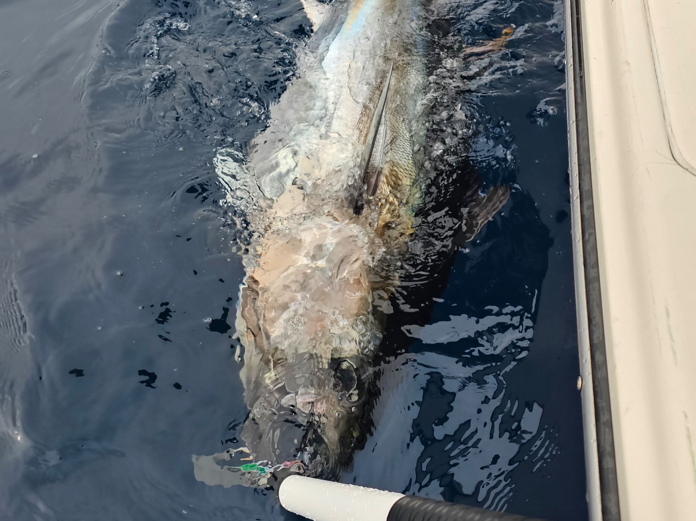 oliver ngy fishing report for Dana Point Harbor in California