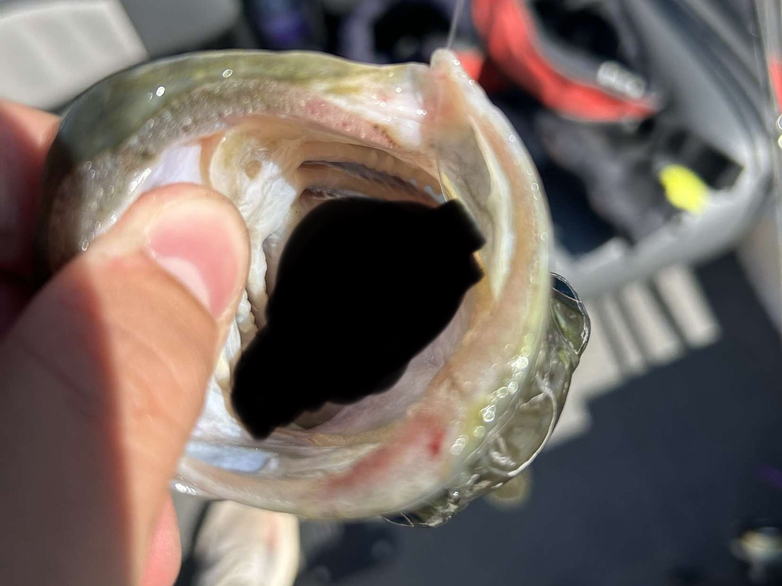 Bryson Holderness fishing report for Lake Keowee in South Carolina