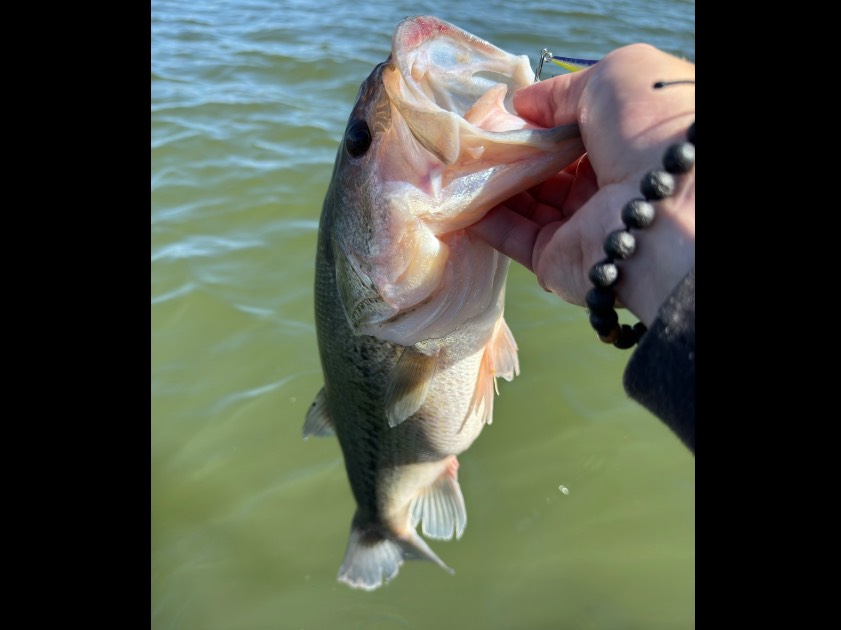 Alan Shelton fishing report for Douglas Lake in Tennessee
