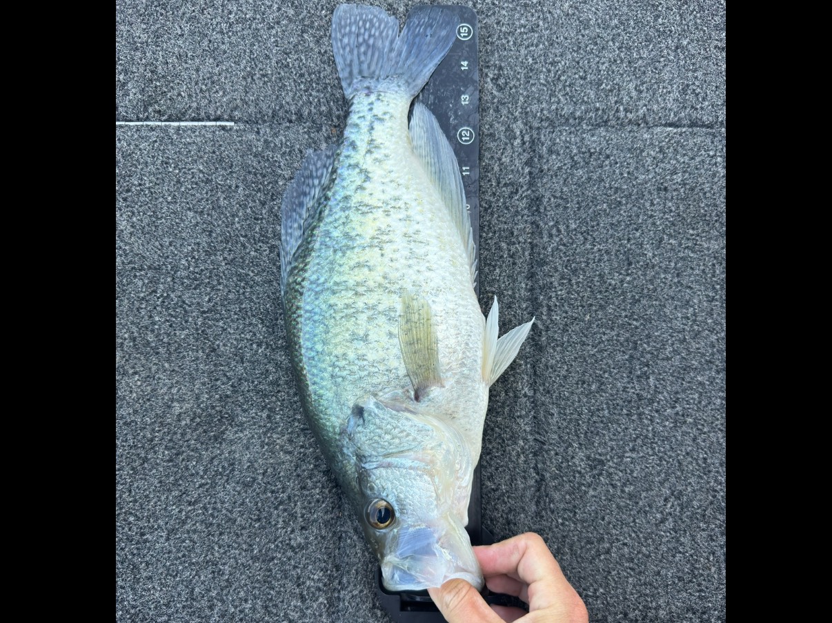 Alan Shelton fishing report for Douglas Lake in Tennessee