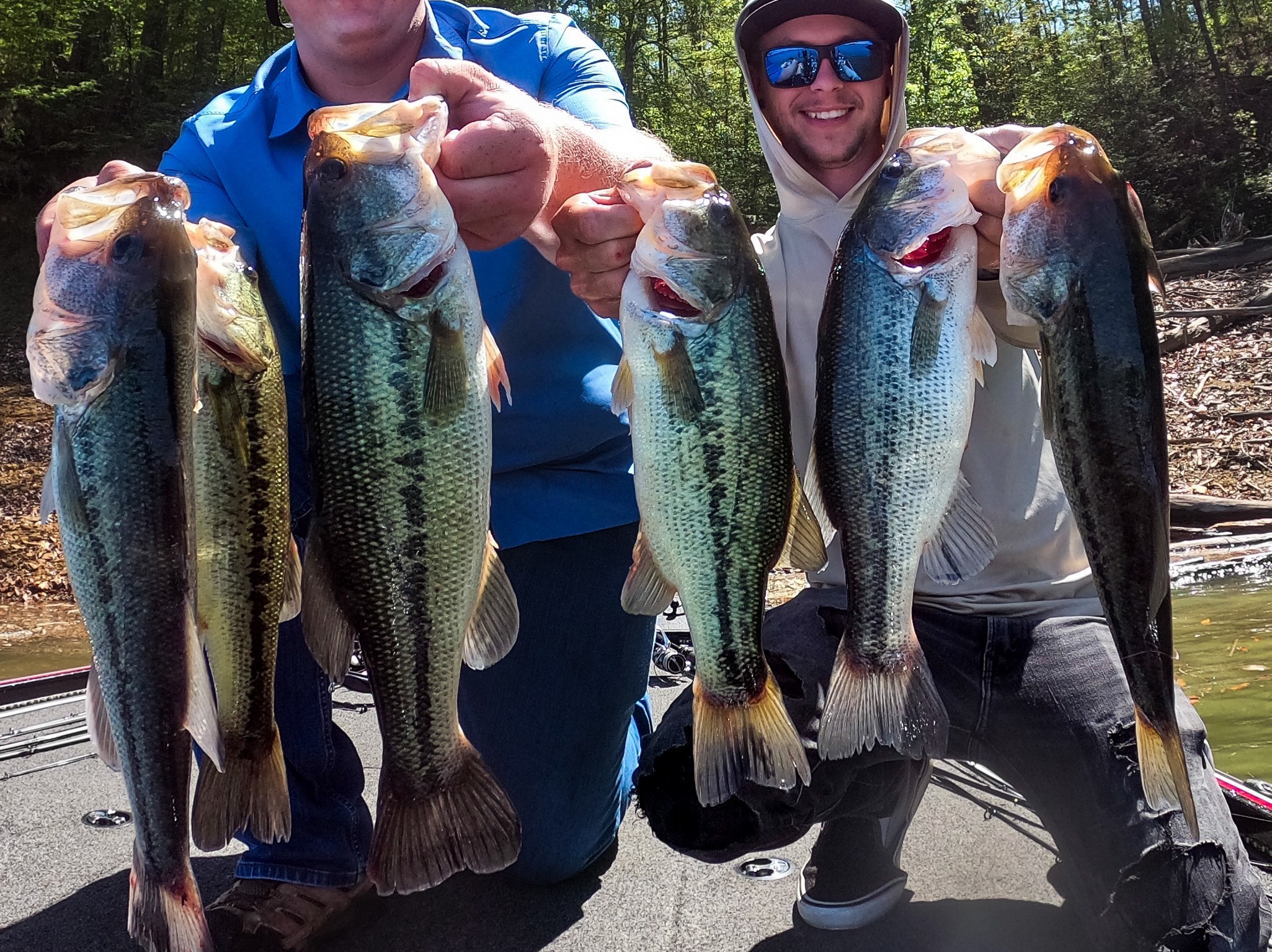 Alan Shelton fishing report for Douglas Lake in Tennessee