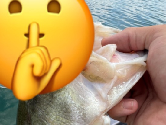 Alan Shelton fishing report for Cherokee Reservoir in Tennessee
