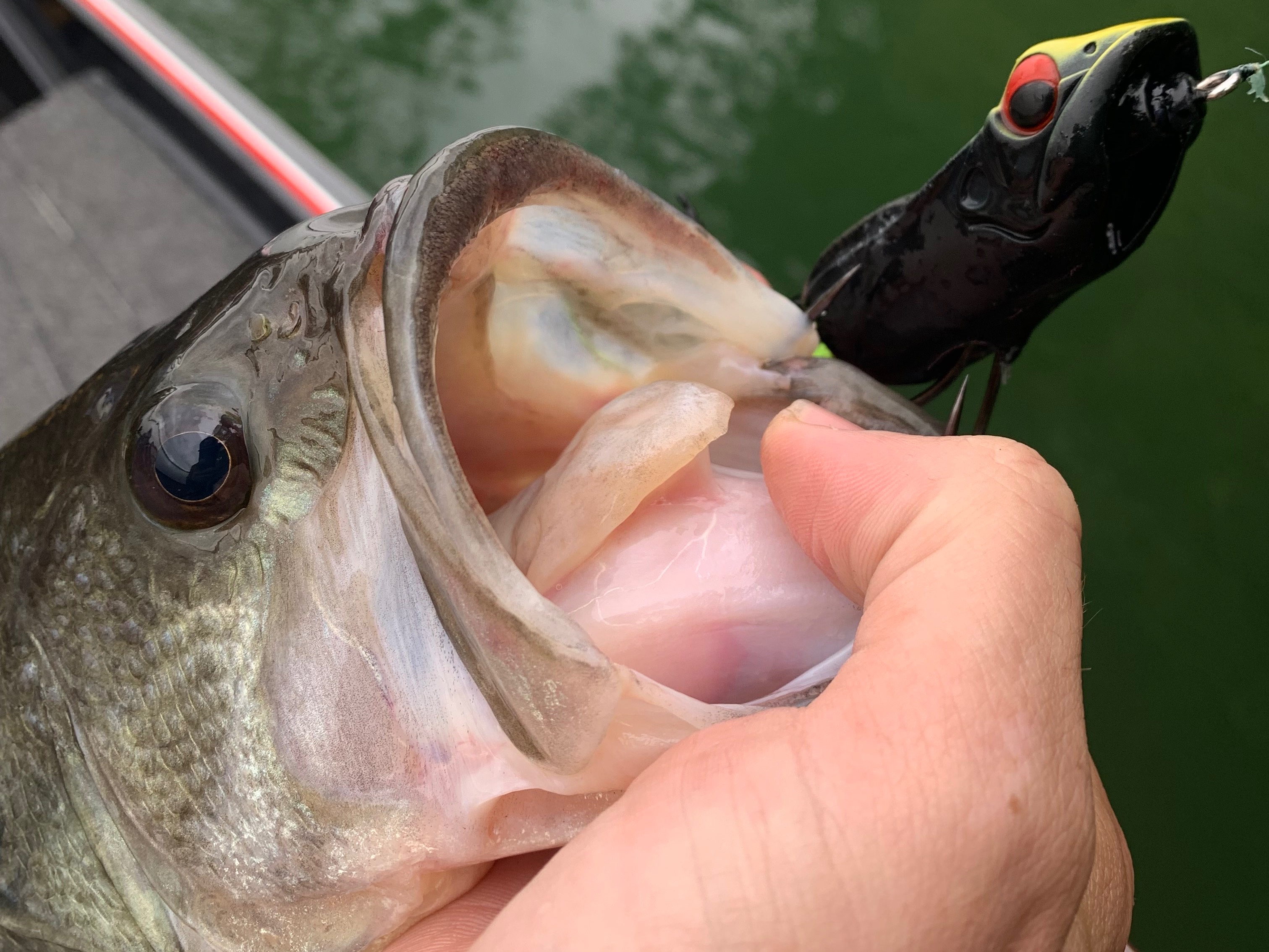 Alan Shelton fishing report for Douglas Lake in Tennessee