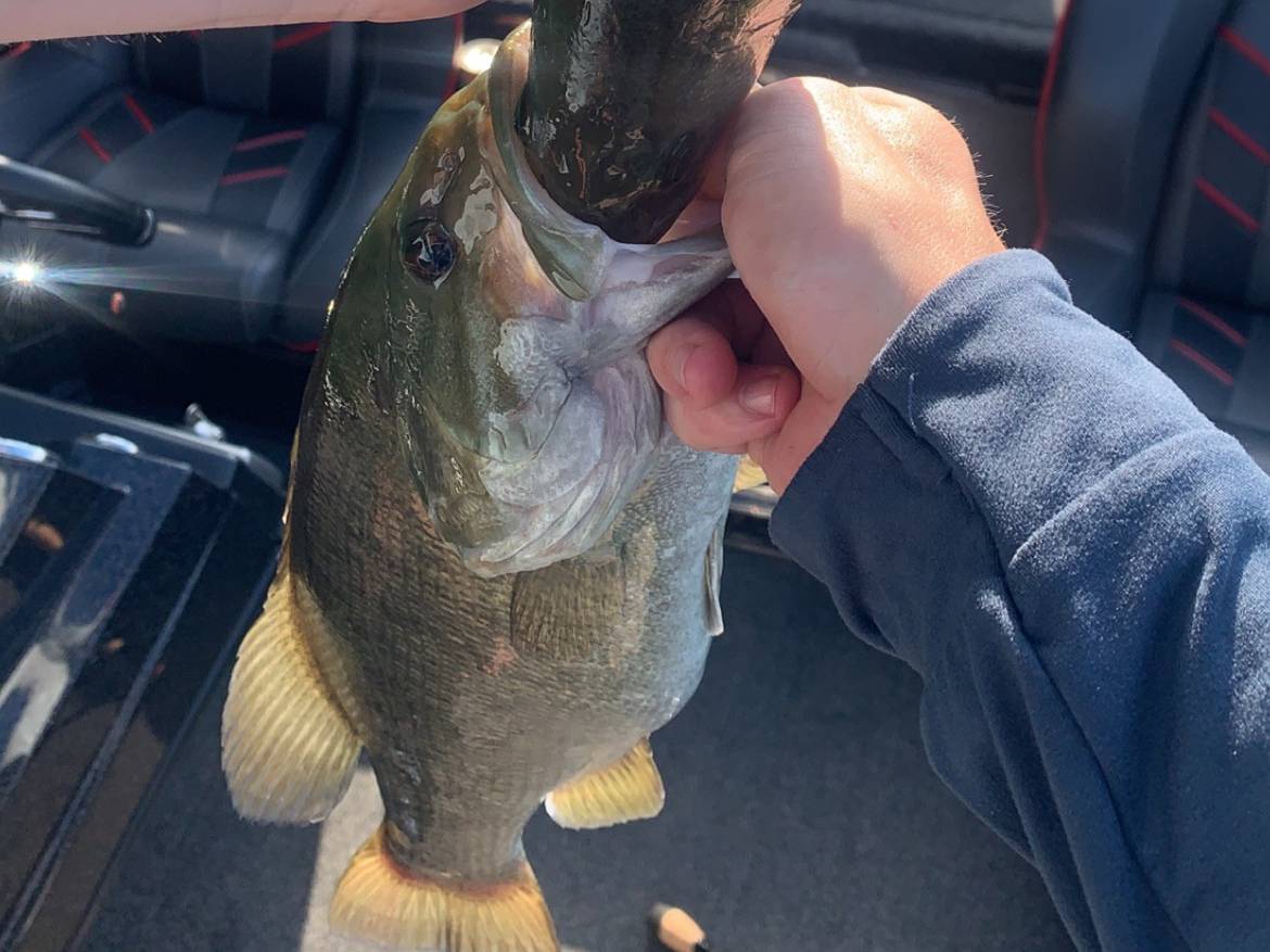 Alan Shelton fishing report for Cherokee Reservoir in Tennessee