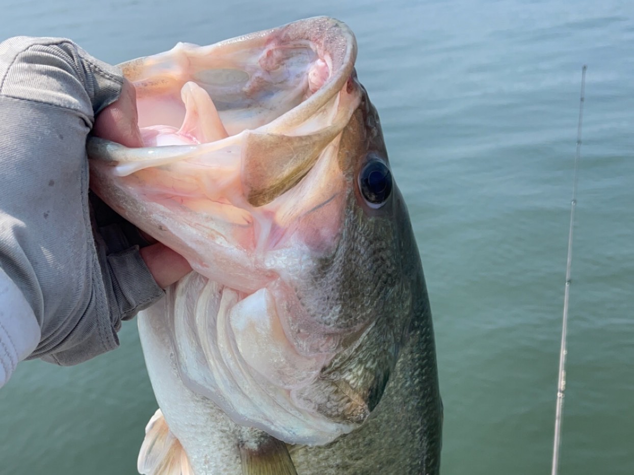 Jacob Foutz fishing report for Chickamauga Lake in Tennessee
