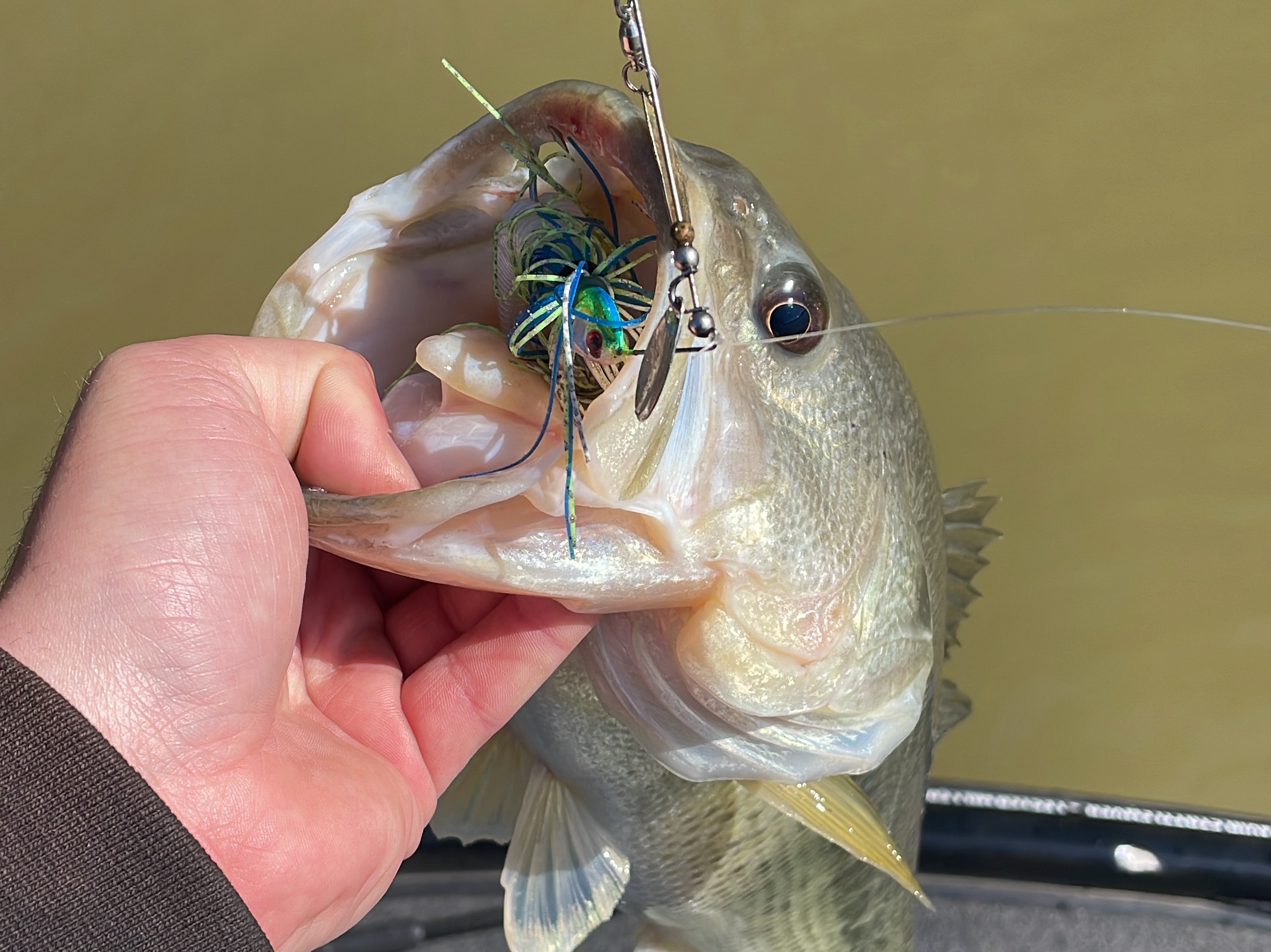 Jacob Foutz fishing report for Chickamauga Lake in Tennessee
