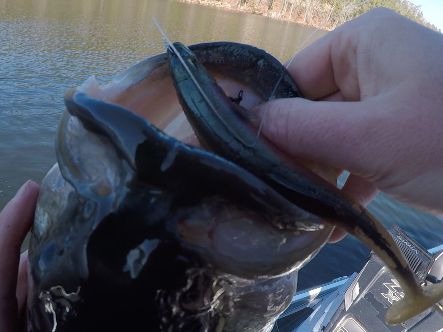 Jacob Foutz fishing report for Chickamauga Lake in Tennessee