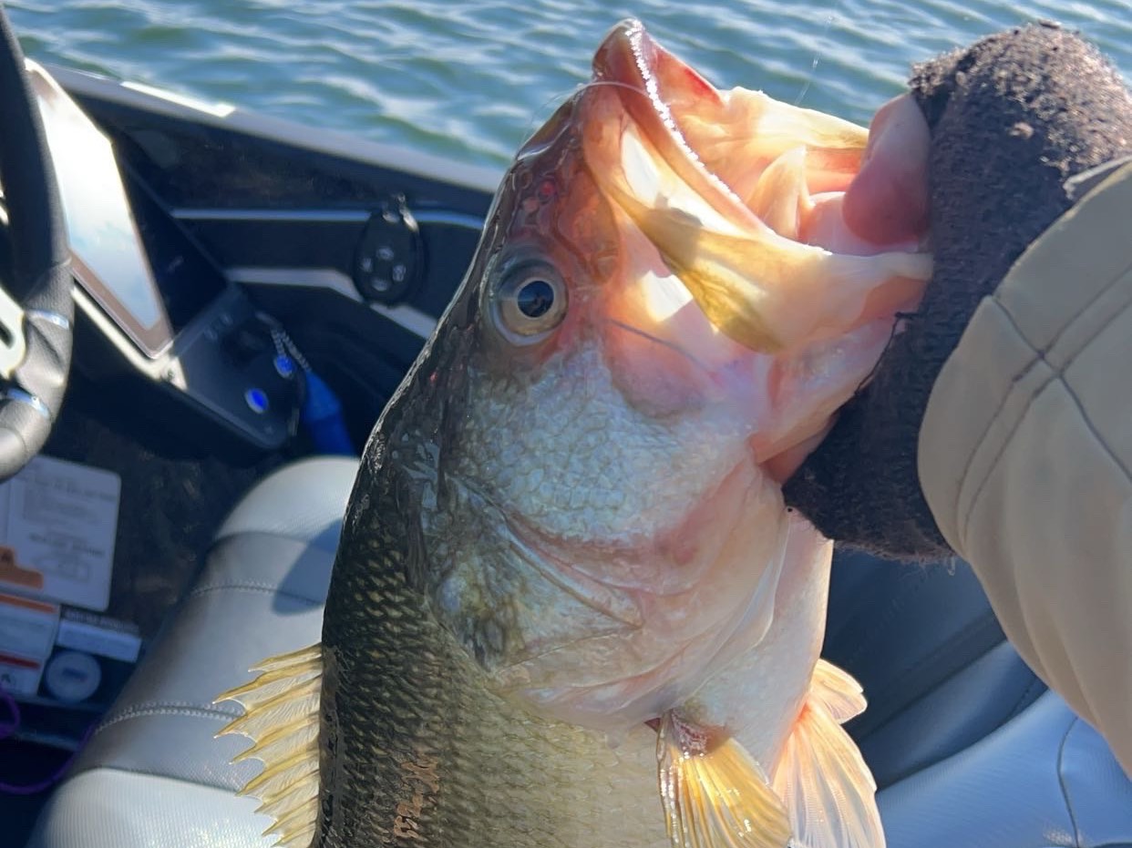 Tyler Campbell fishing report for Lake Hartwell in South Carolina