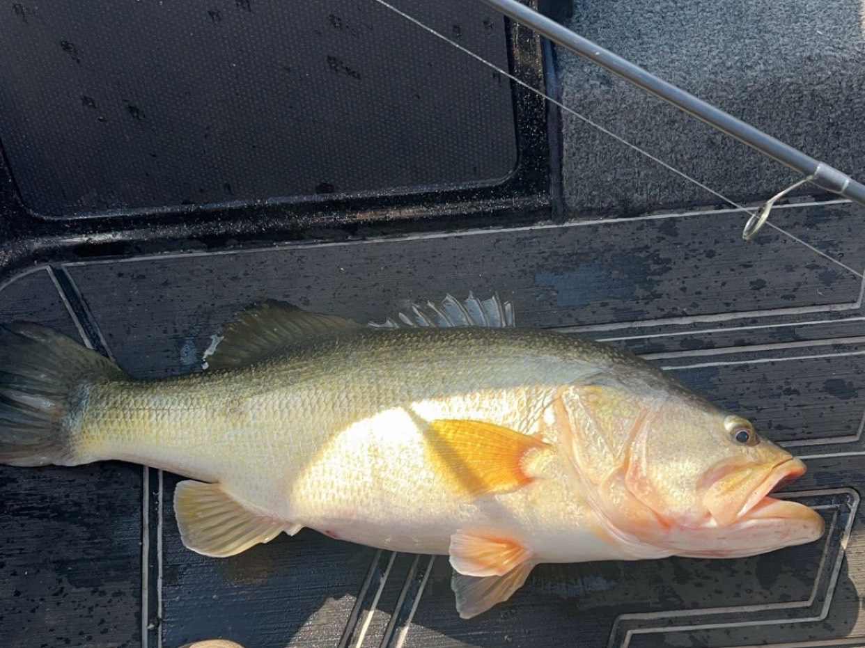 Tyler Campbell fishing report for Lake Hartwell in South Carolina