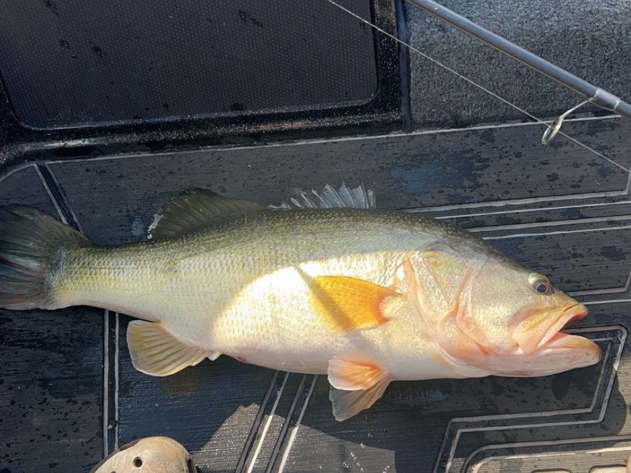 Tyler Campbell fishing report for Sam Rayburn Reservoir in undefined