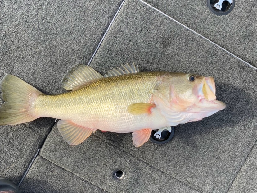 Tyler Campbell fishing report for Lake Hartwell in South Carolina
