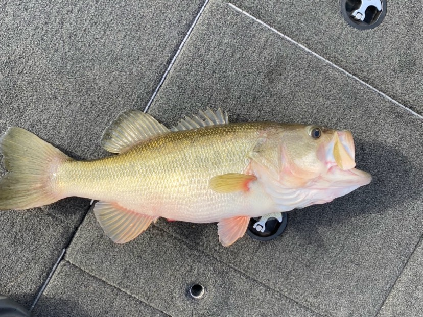 Tyler Campbell fishing report for Lake Hartwell in South Carolina