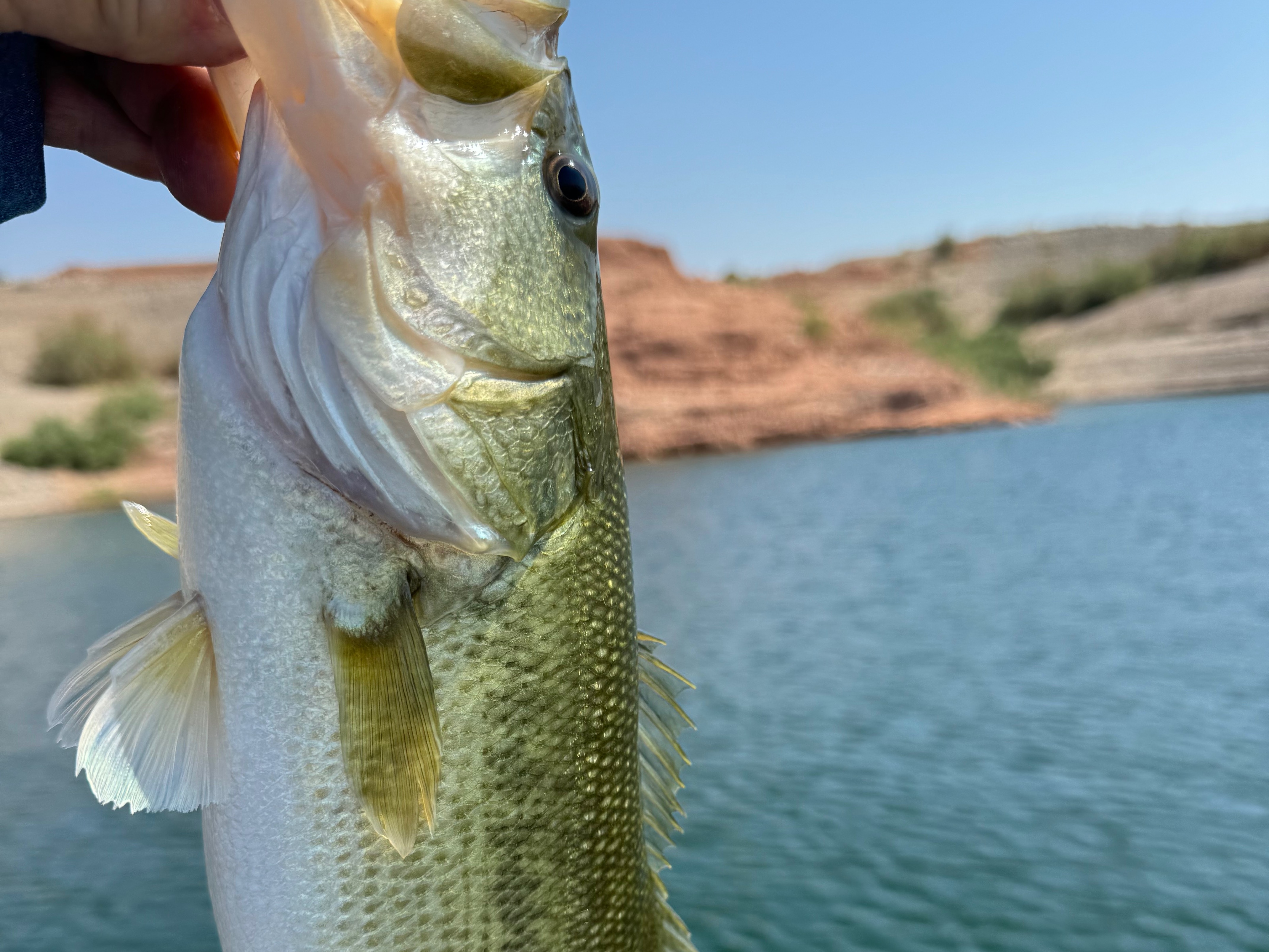 Lake Mead fishing report ( Overton Arm)