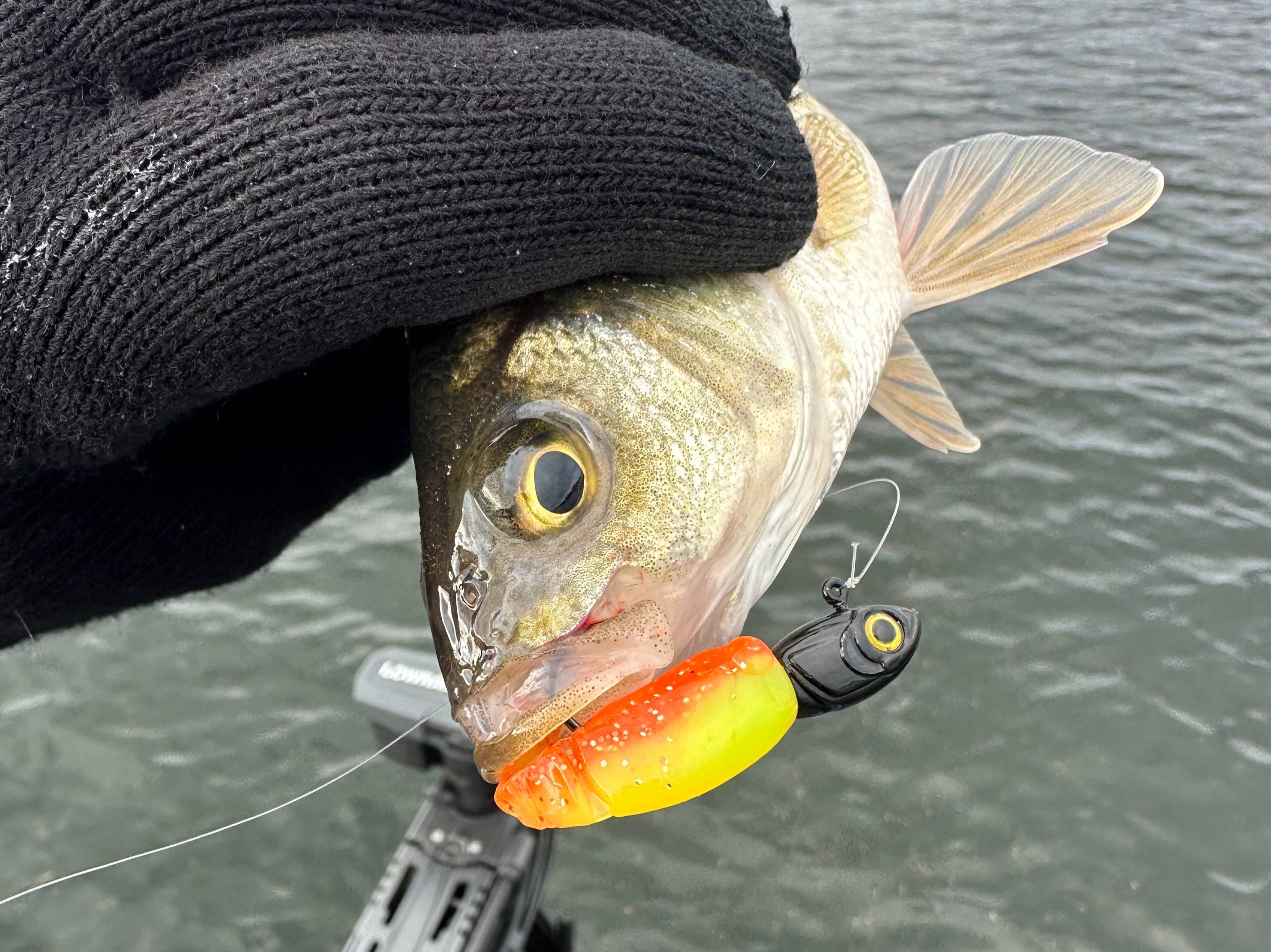 Grae Buck fishing report for Beltzville Lake in Pennsylvania