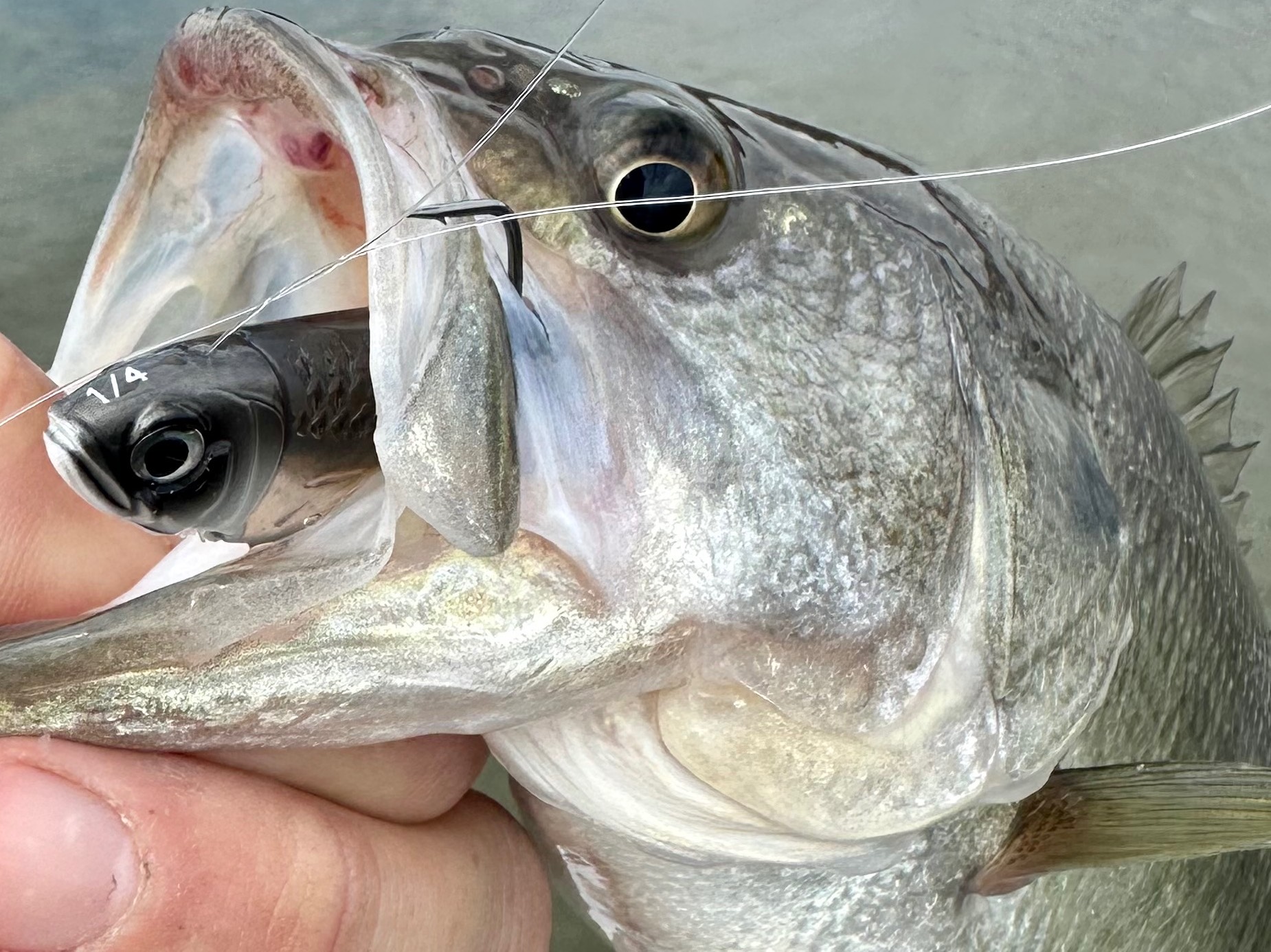 Grae Buck fishing report for Sam Rayburn Reservoir in Texas