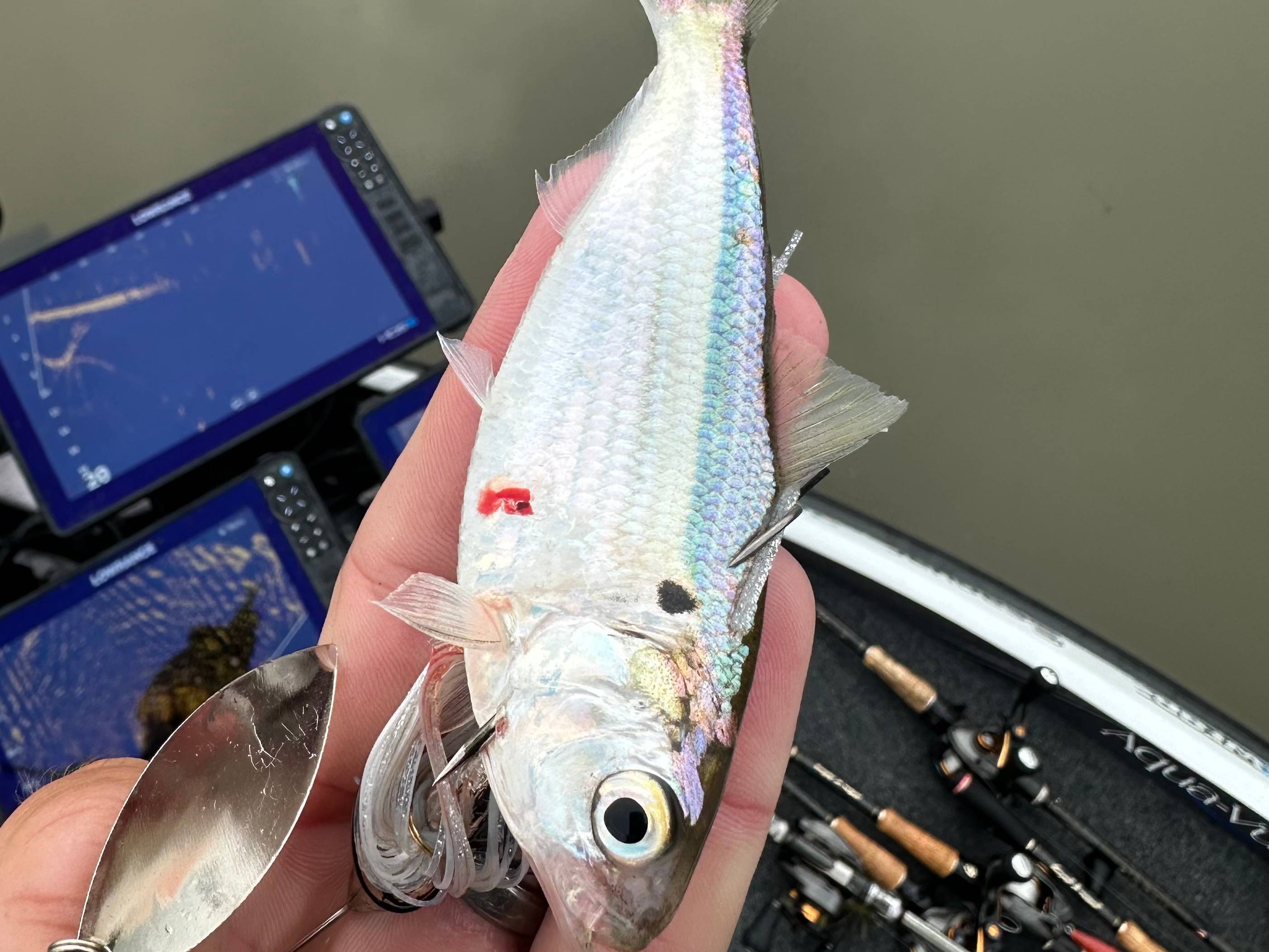 Grae Buck fishing report for Eufaula Lake in Oklahoma