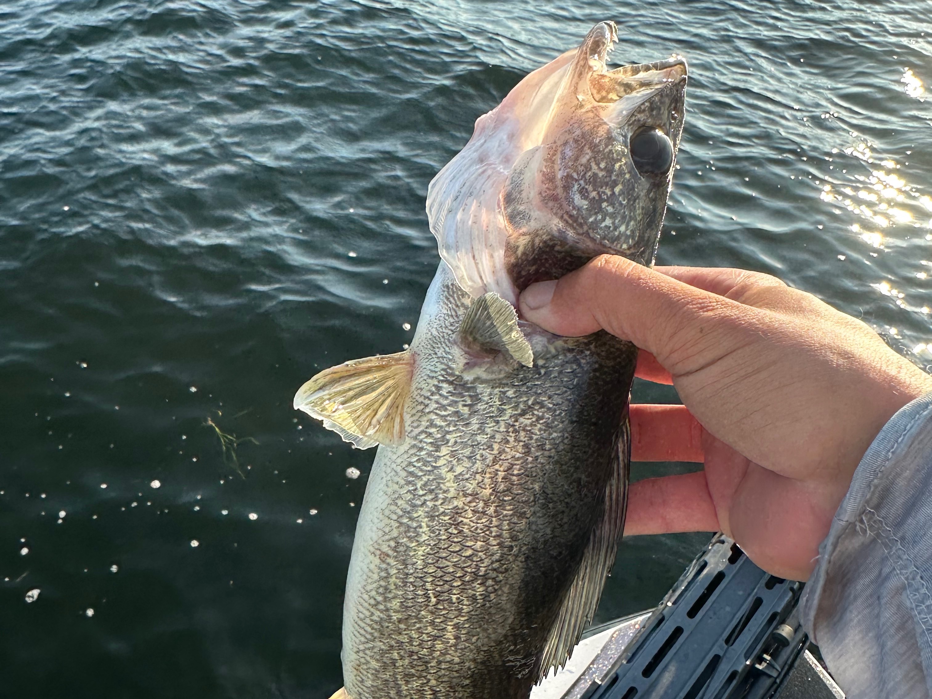 Grae Buck fishing report for Oneida Lake in New York