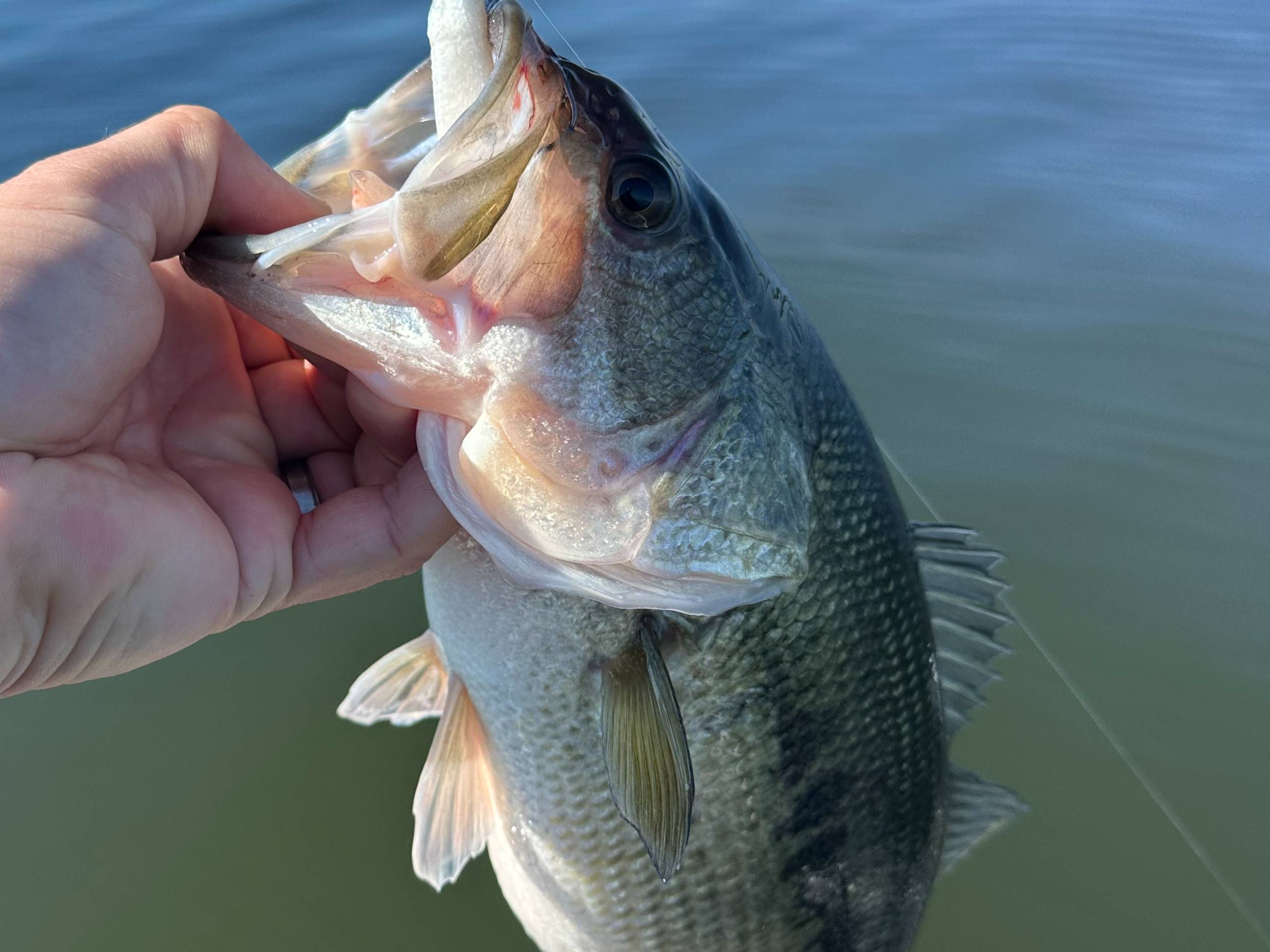 Grae Buck fishing report for Toledo Bend Reservoir in Texas