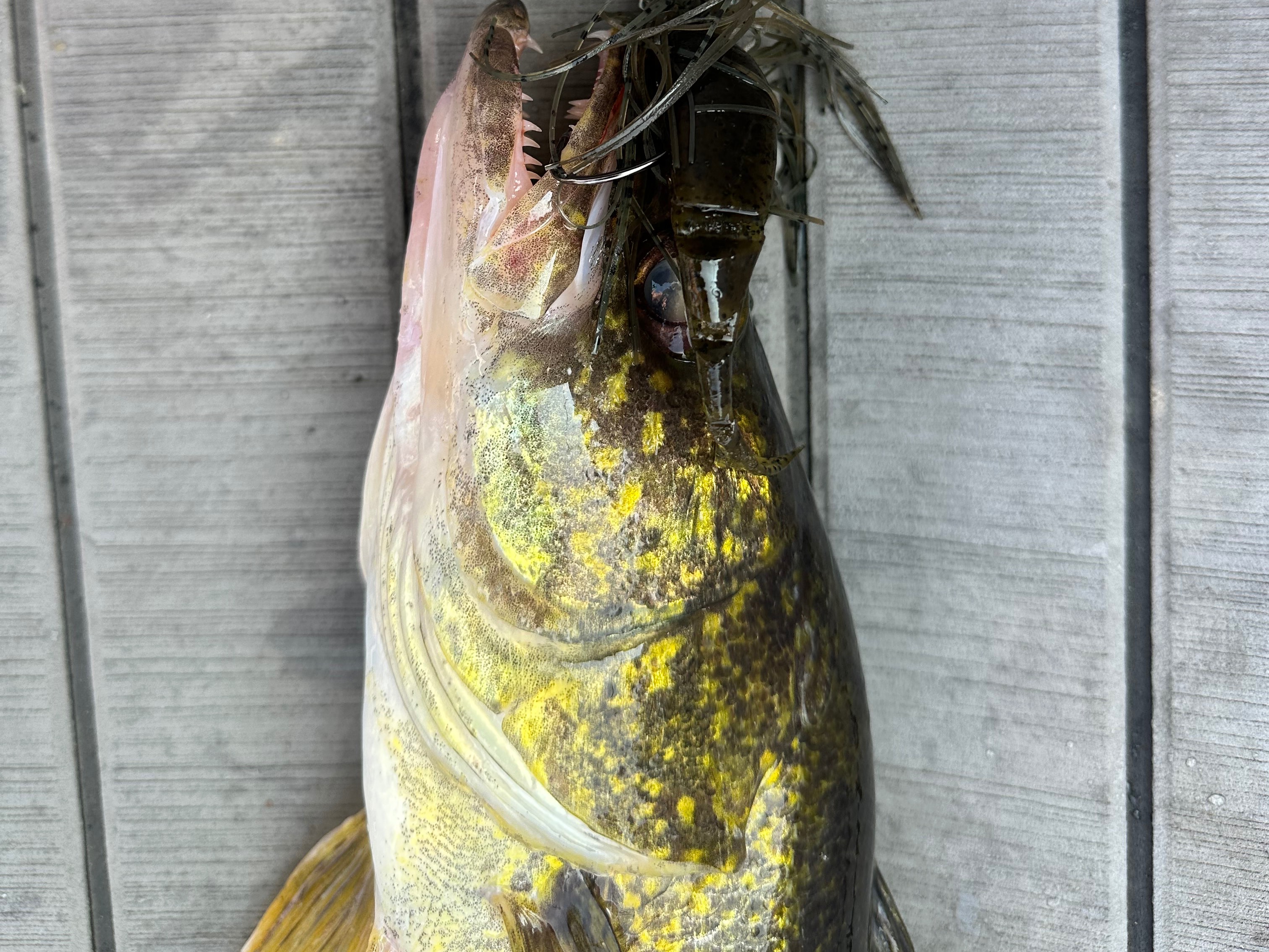Grae Buck fishing report for Oneida in New York