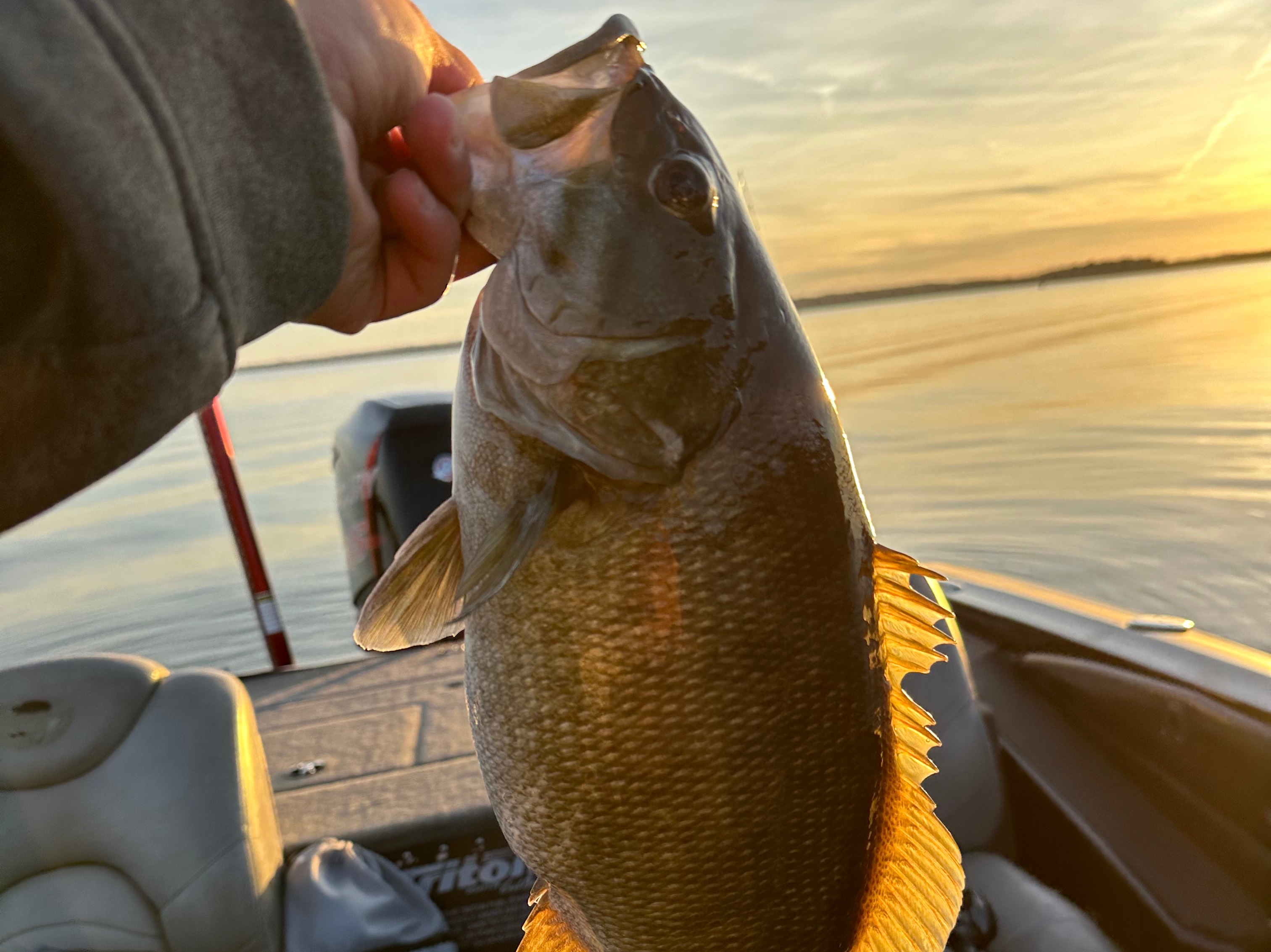 Ryan Park fishing report for Kentucky Lake in undefined