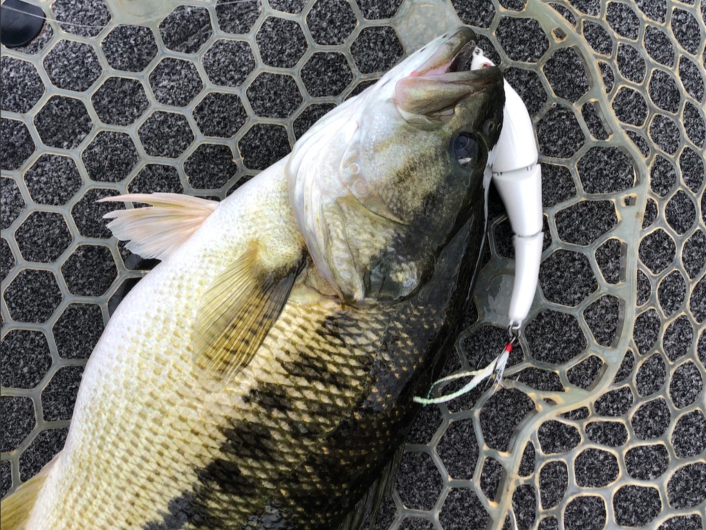 Brooks Anderson fishing report for Lake Lanier in Georgia