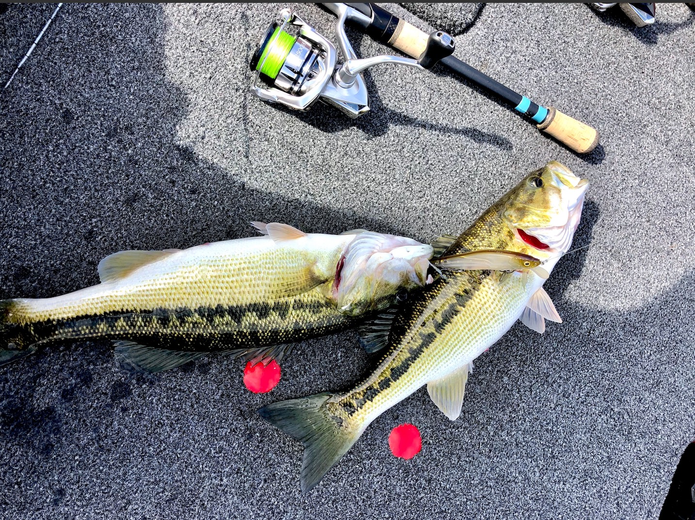 Brooks Anderson fishing report for Lake Allatoona in Georgia