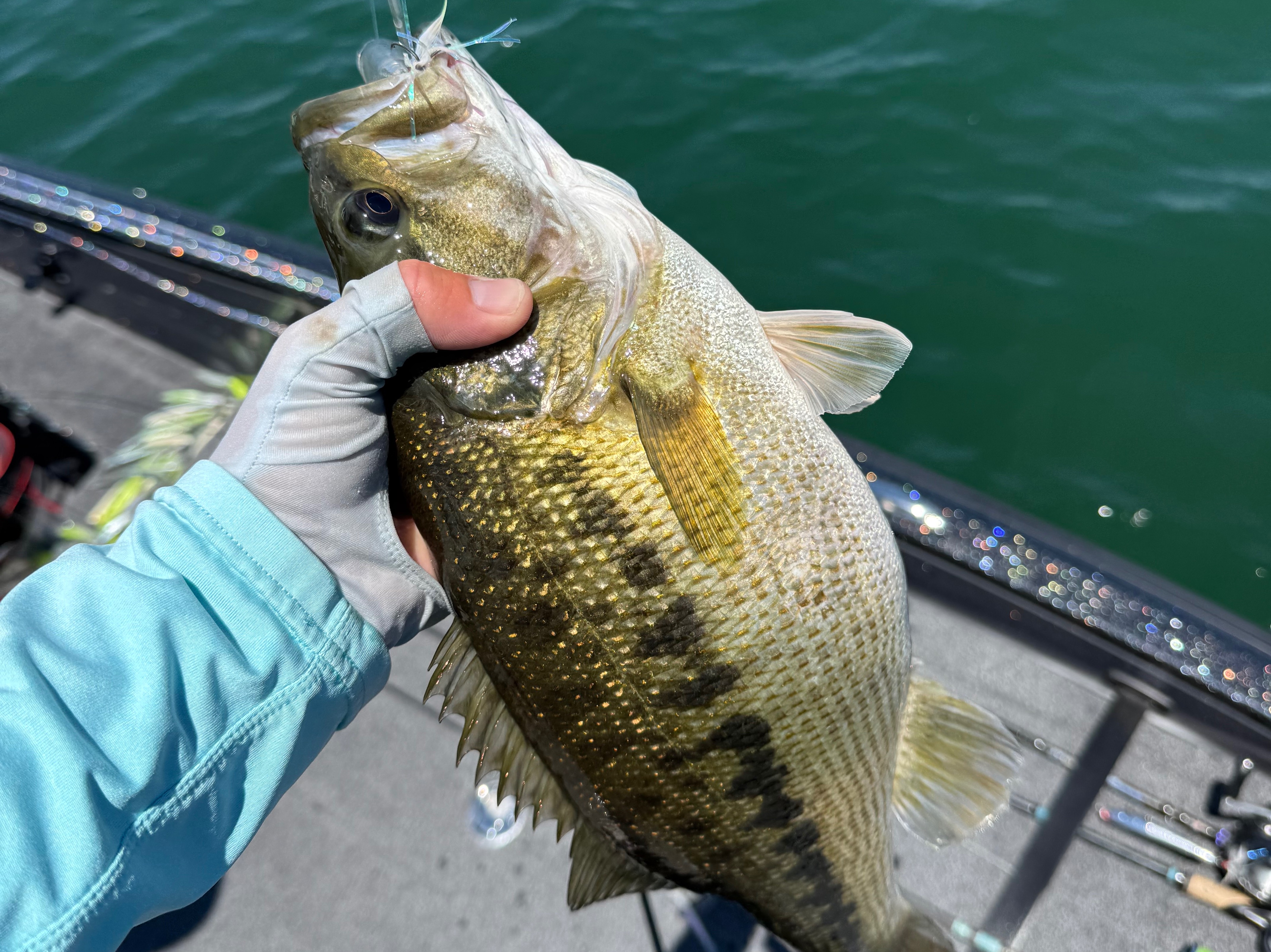 Brooks Anderson fishing report for Lake Lanier in Georgia