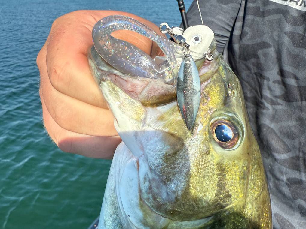 Brooks Anderson fishing report for Lake Lanier in Georgia
