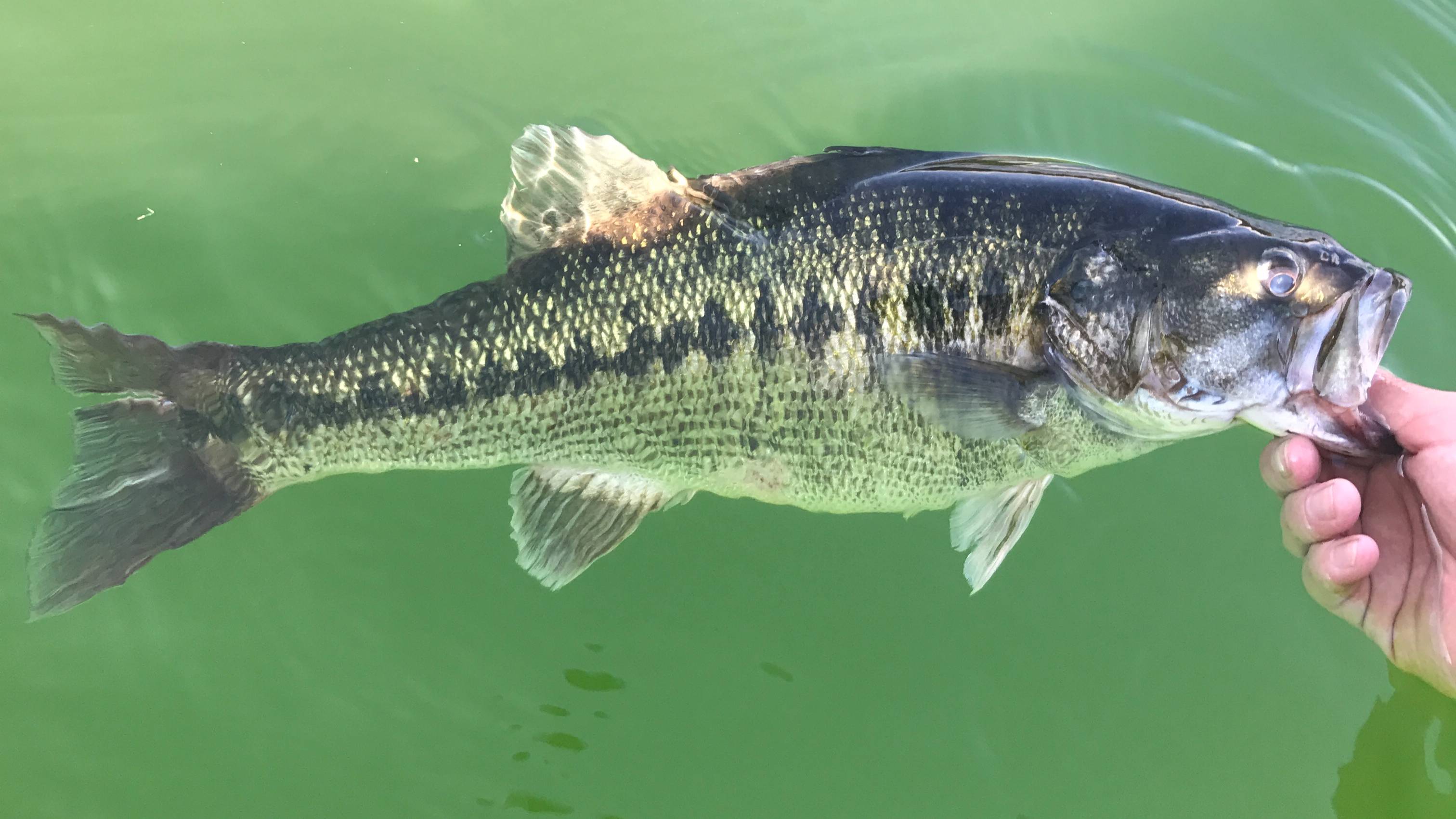 Lake Lanier Fishing Reports