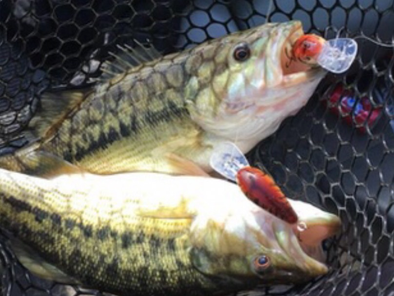 Brooks Anderson fishing report for Lake Lanier in Georgia