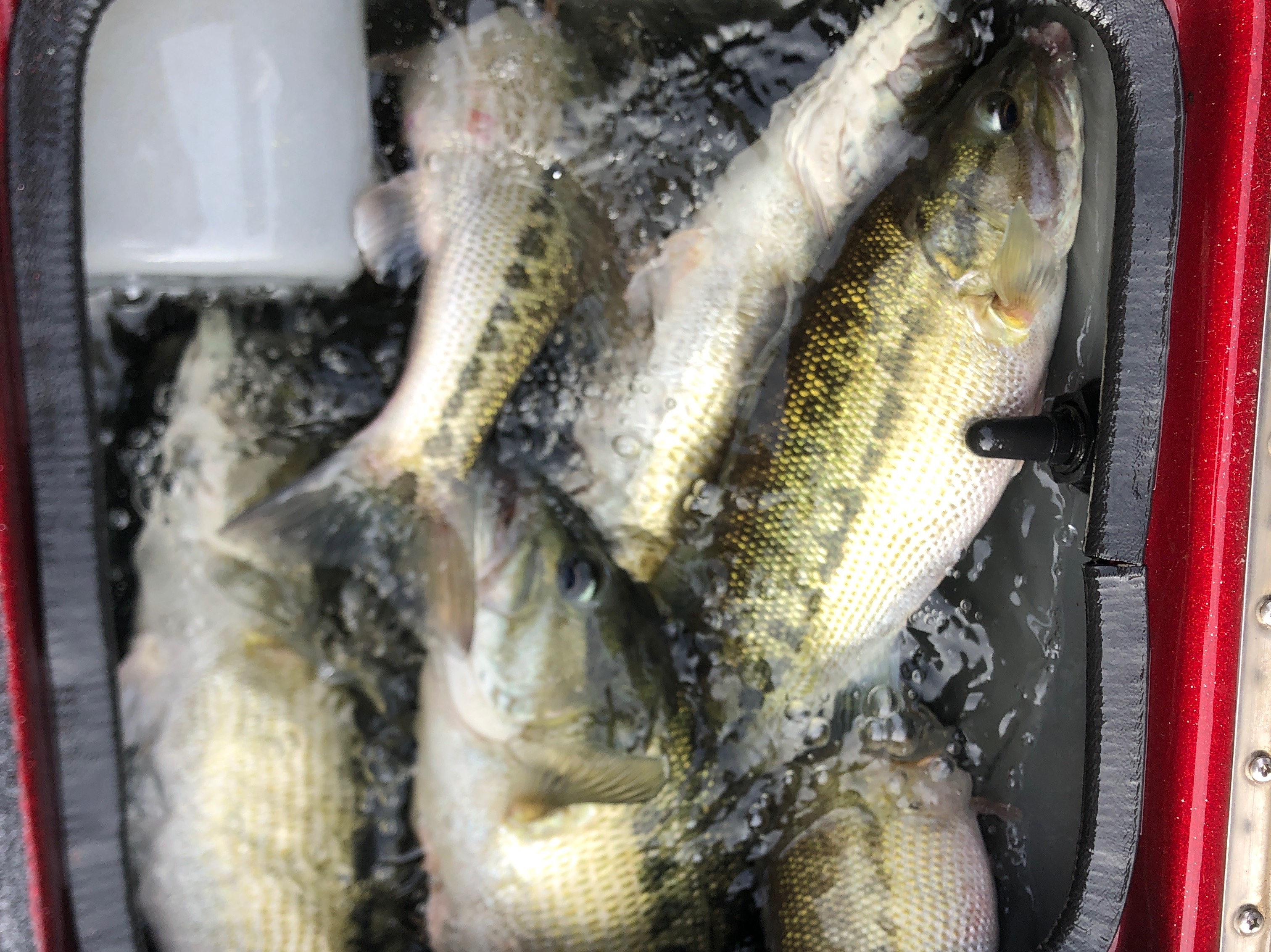 Brooks Anderson fishing report for Lake Lanier in Georgia