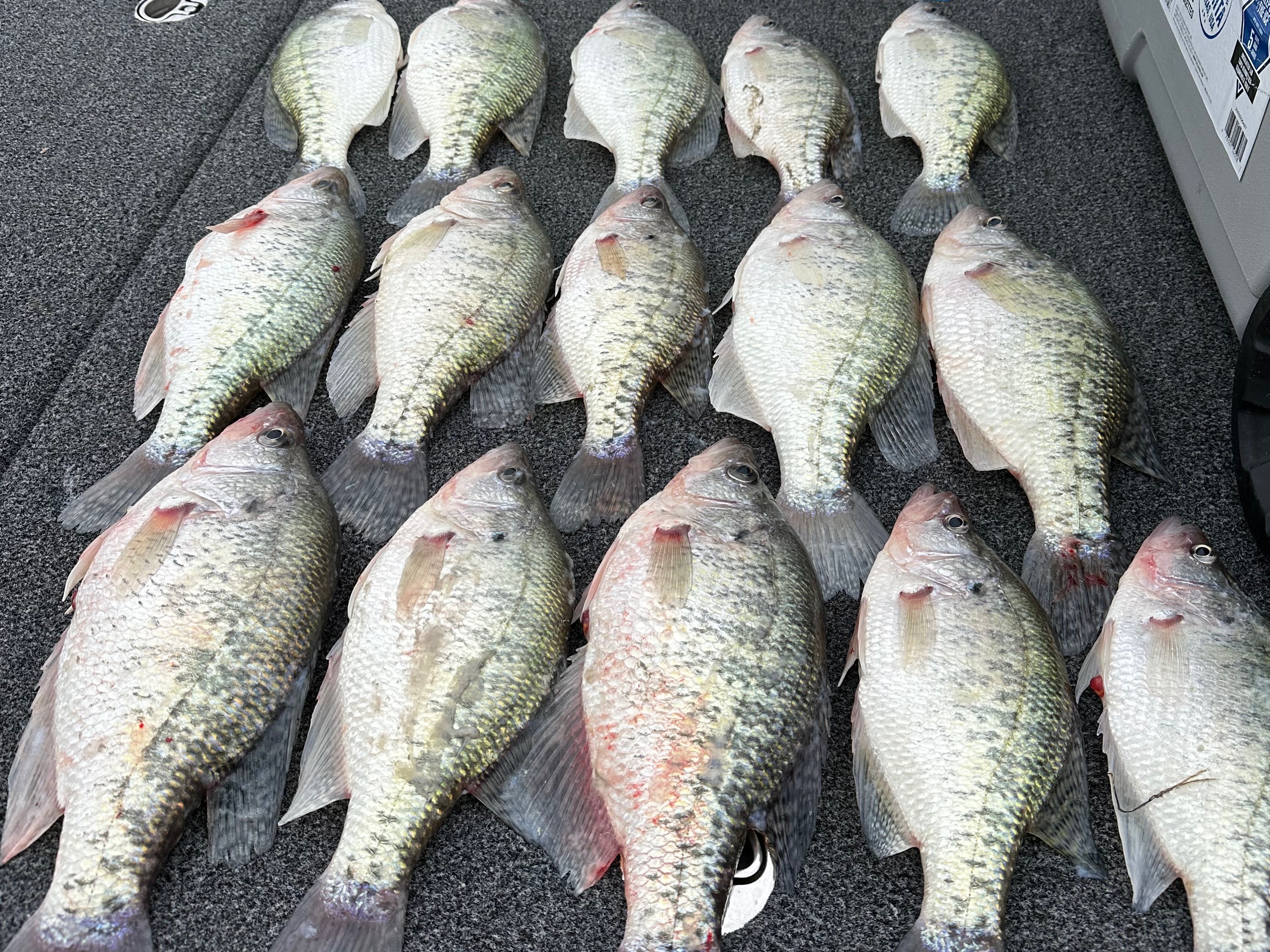 Skylar Hamilton fishing report for Tennessee
