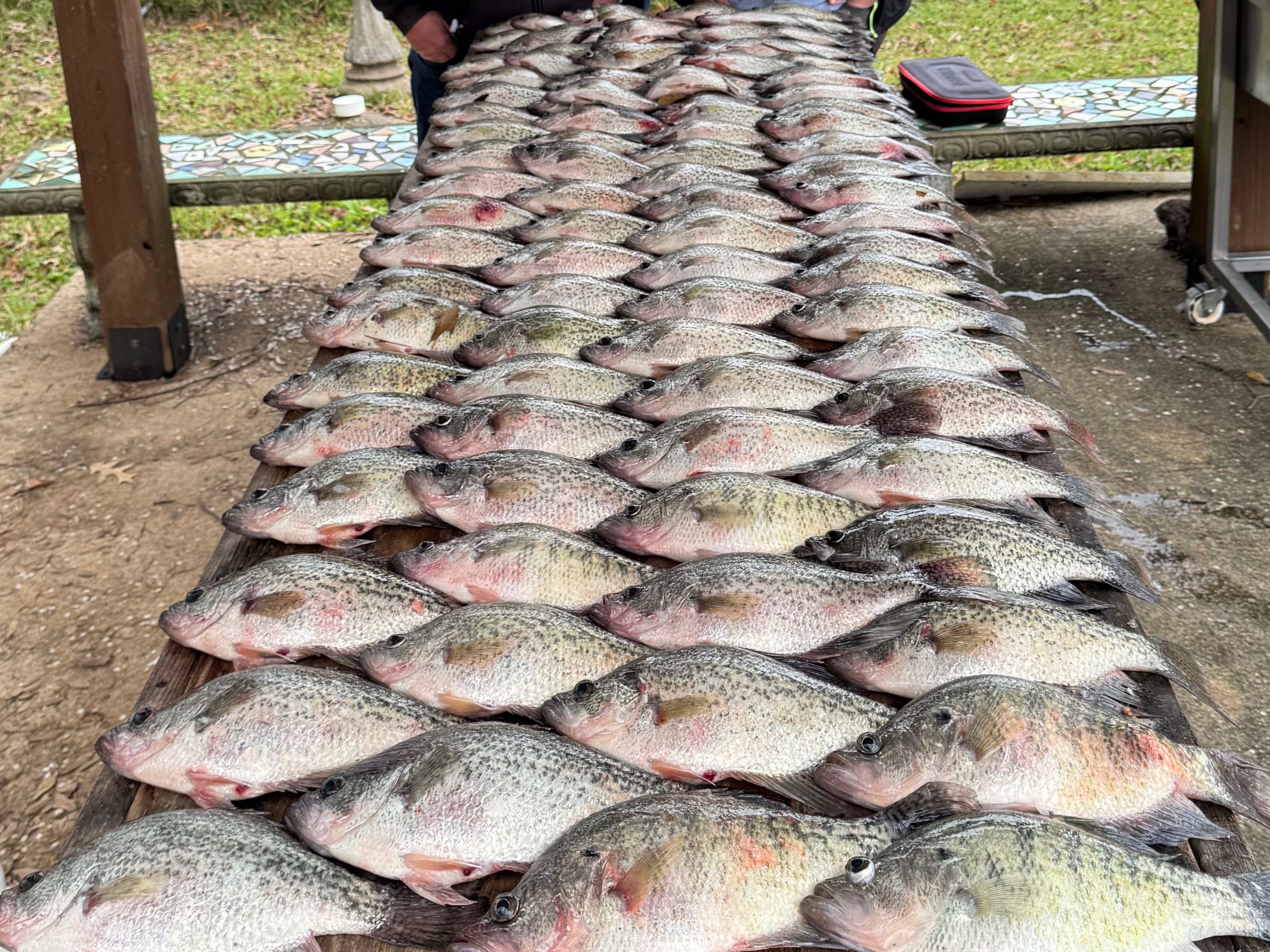 Blake Oestreich fishing report for Sam Rayburn Reservoir in Texas
