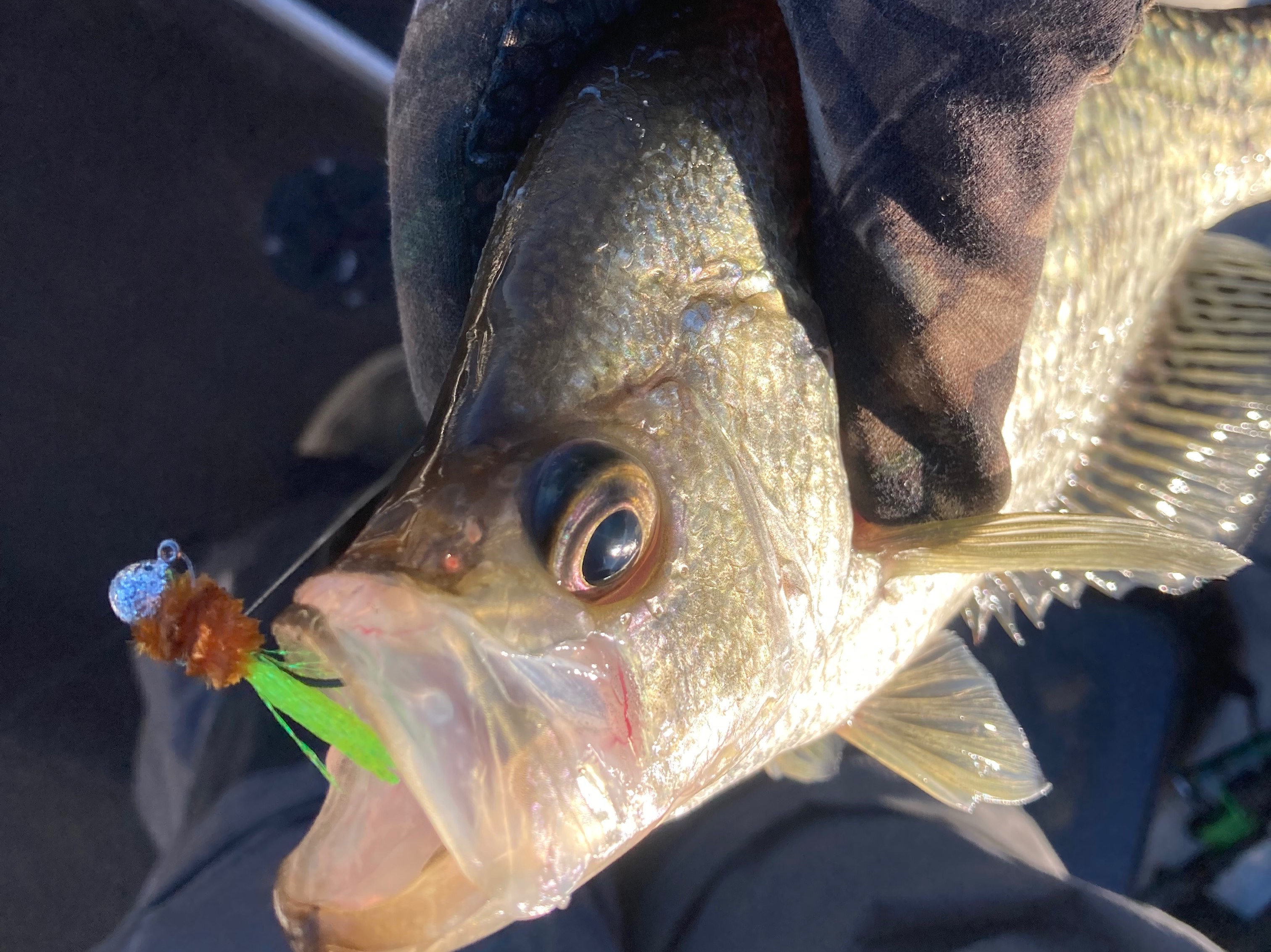 Blake Oestreich fishing report for Sam Rayburn Reservoir in Texas