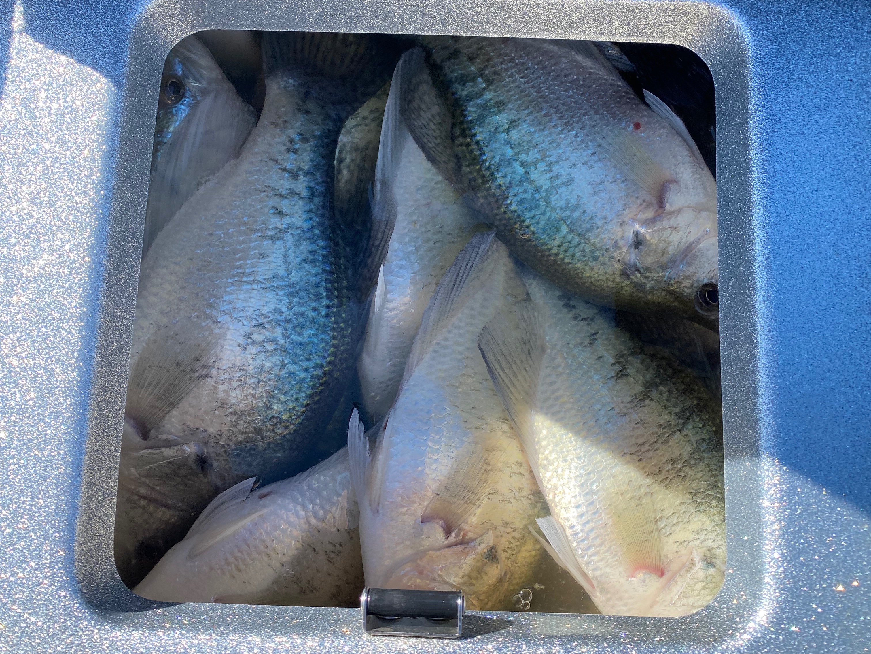 Josh Jones fishing report for Millwood Lake in Arkansas