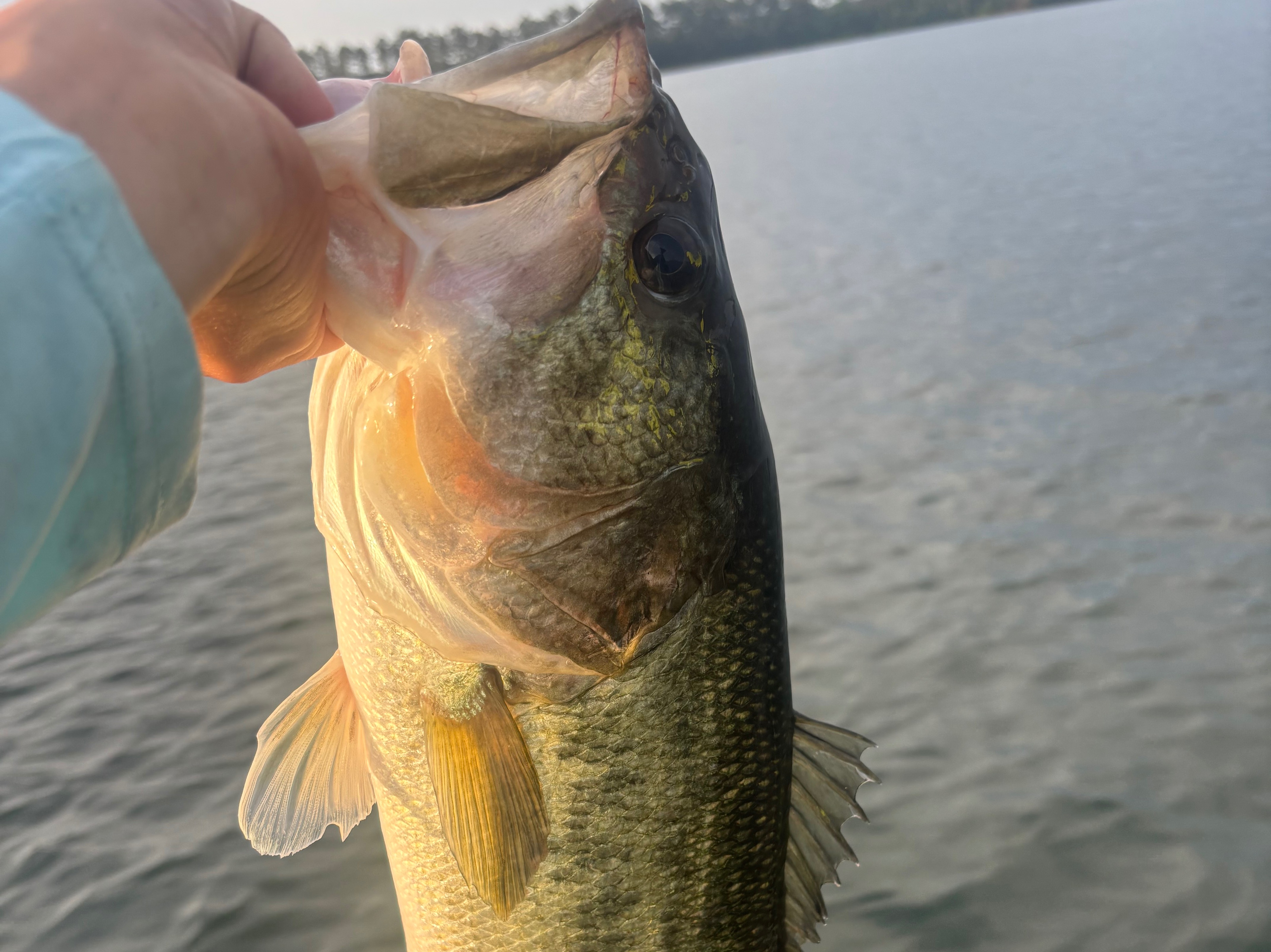 Tanner Hadden fishing report for Clarks Hill Lake in South Carolina