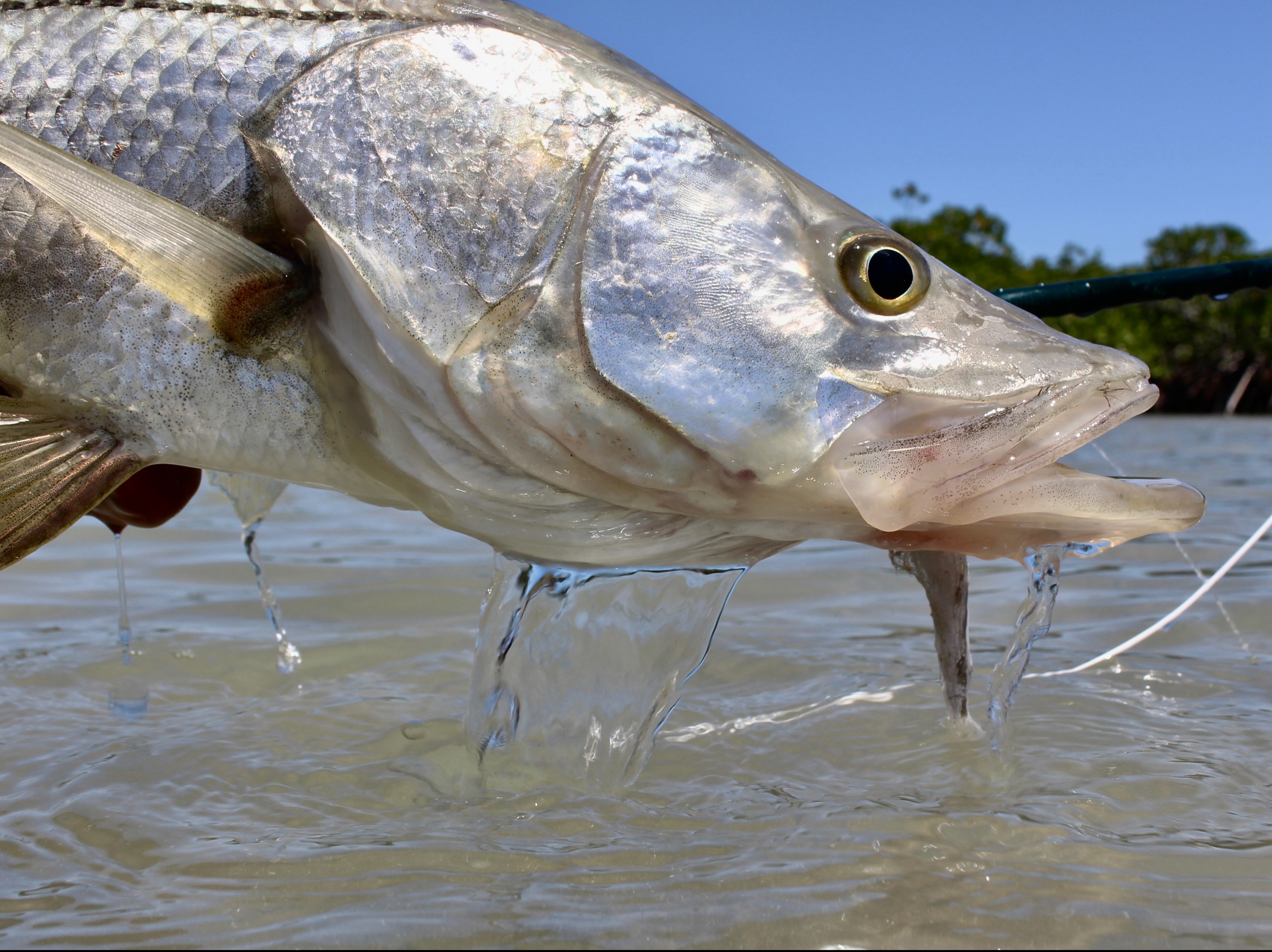 George Alexander fishing report for Florida Keys in Florida