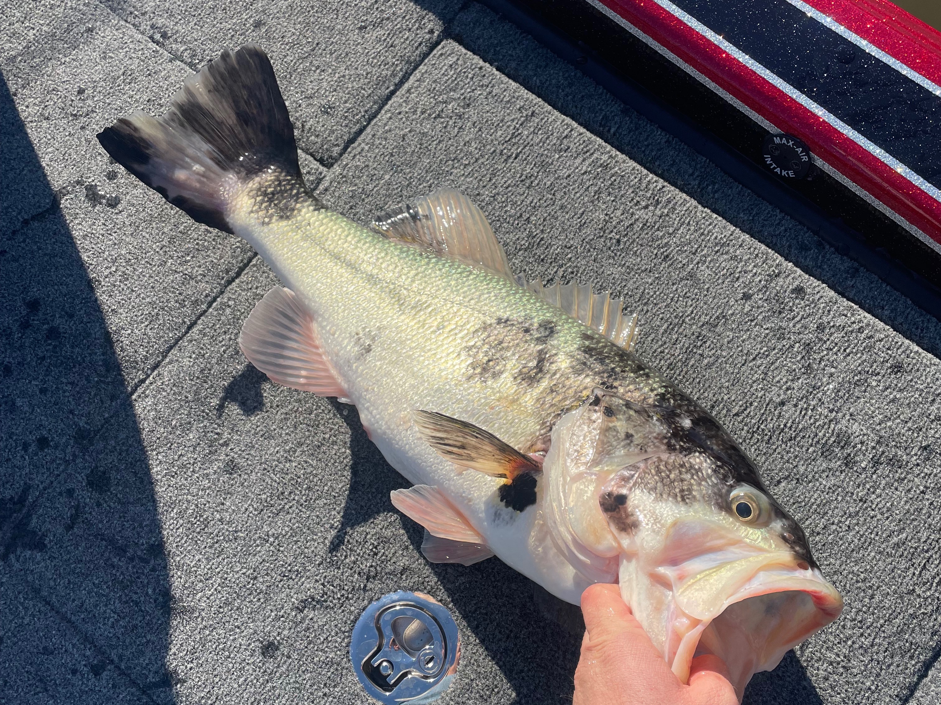 Wyatt Pearman fishing report for Lake Cumberland in Kentucky