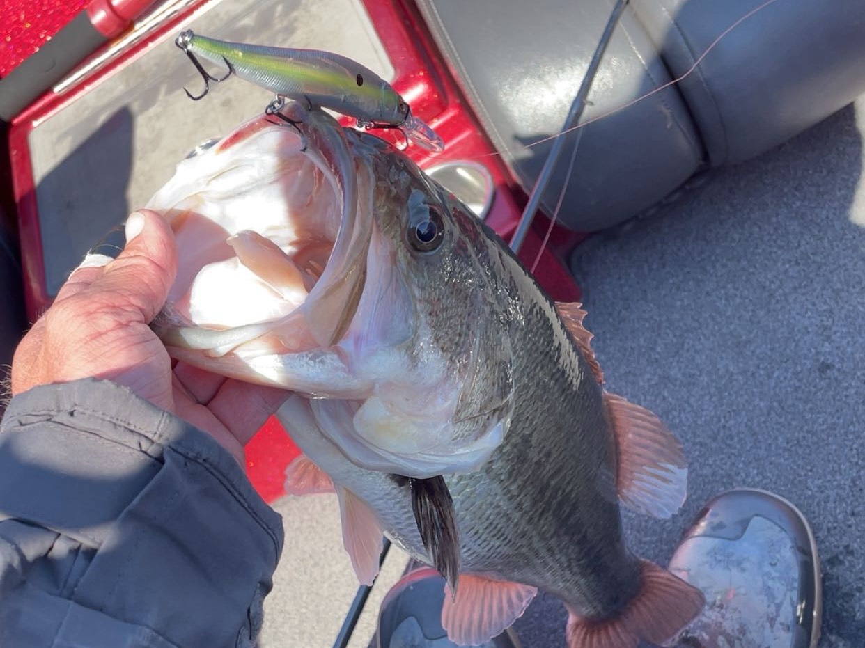Wyatt Pearman fishing report for Lake Cumberland in Kentucky