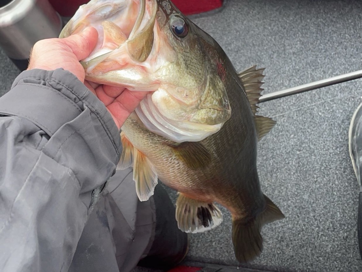 Wyatt Pearman fishing report for Lake Cumberland in Kentucky