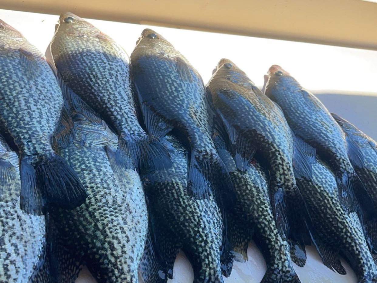 Matt Zdrazil fishing report for Lake Talquin in Florida