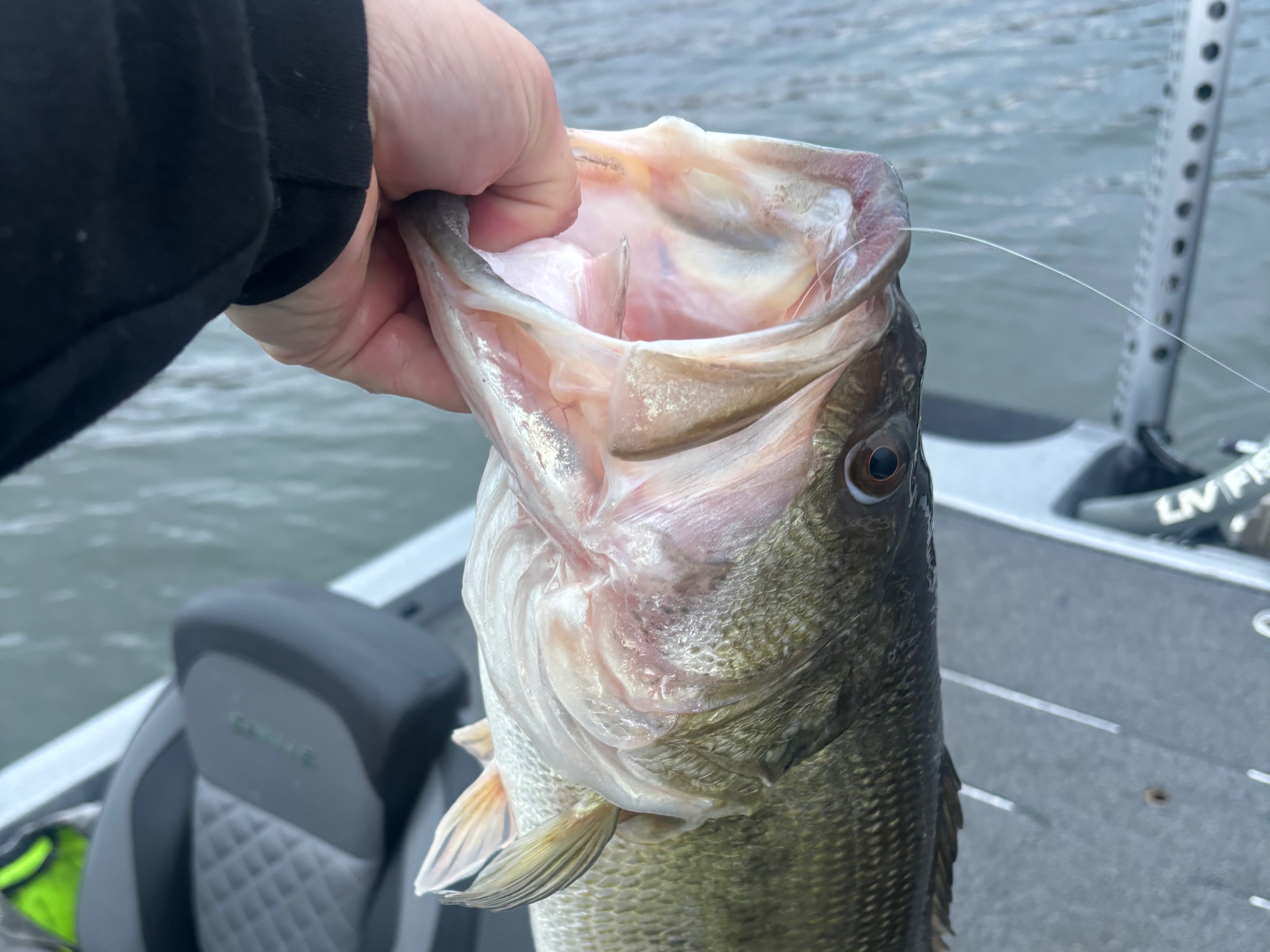 Cooper Lively fishing report for Guntersville Lake in Alabama