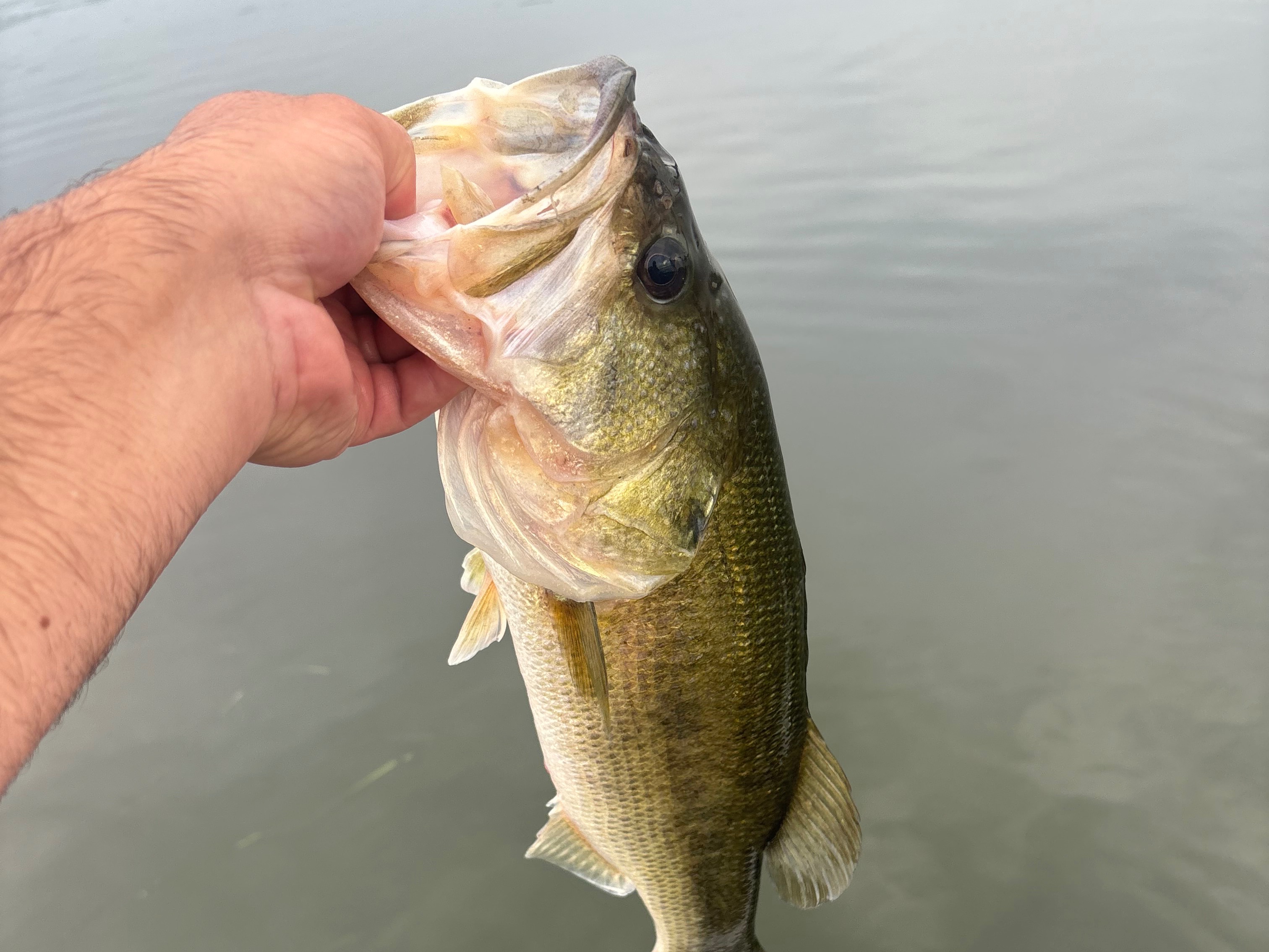 Cooper Lively fishing report for Lake Guntersville  in undefined