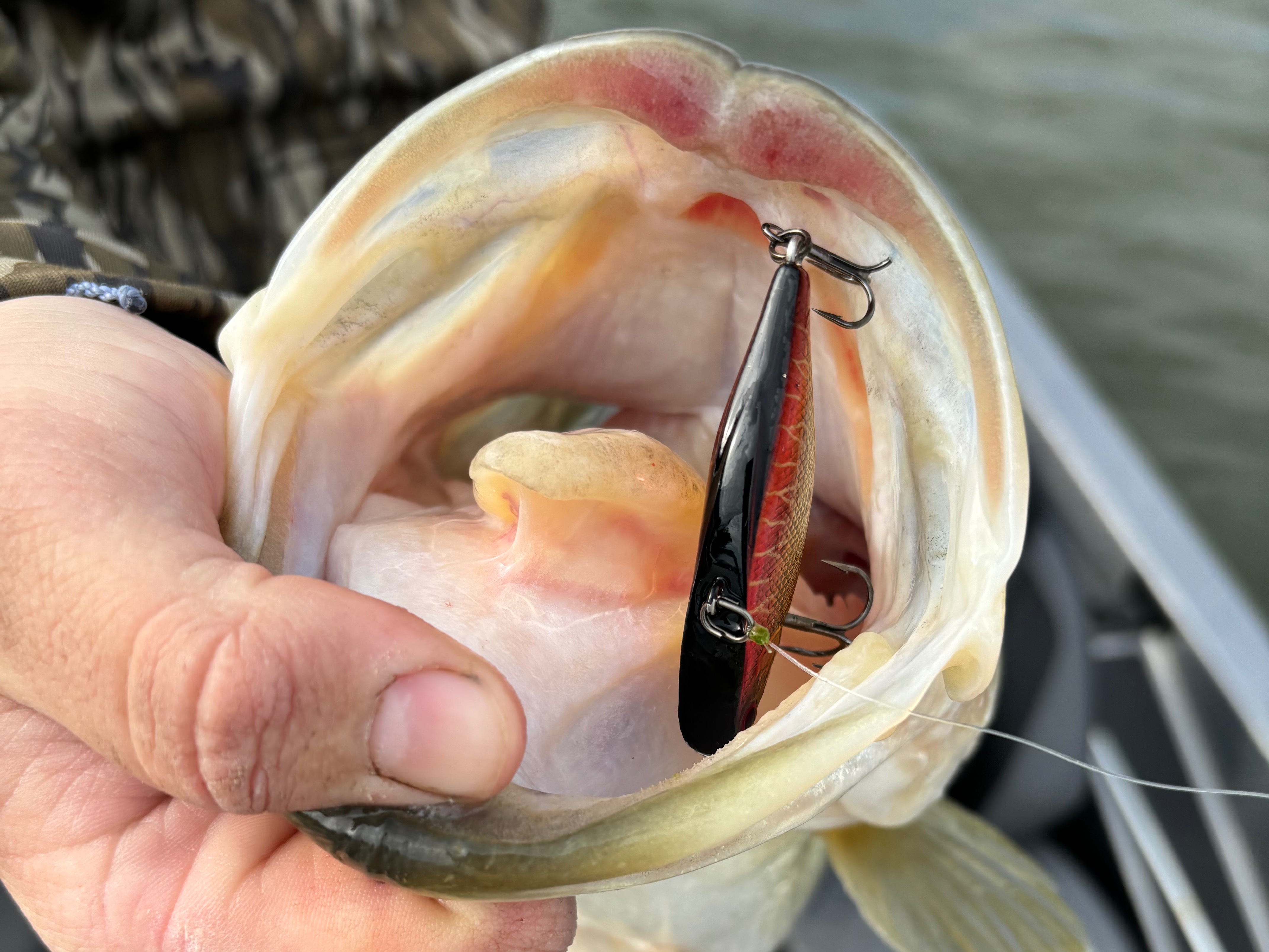Cooper Lively fishing report for Lake Guntersville  in undefined